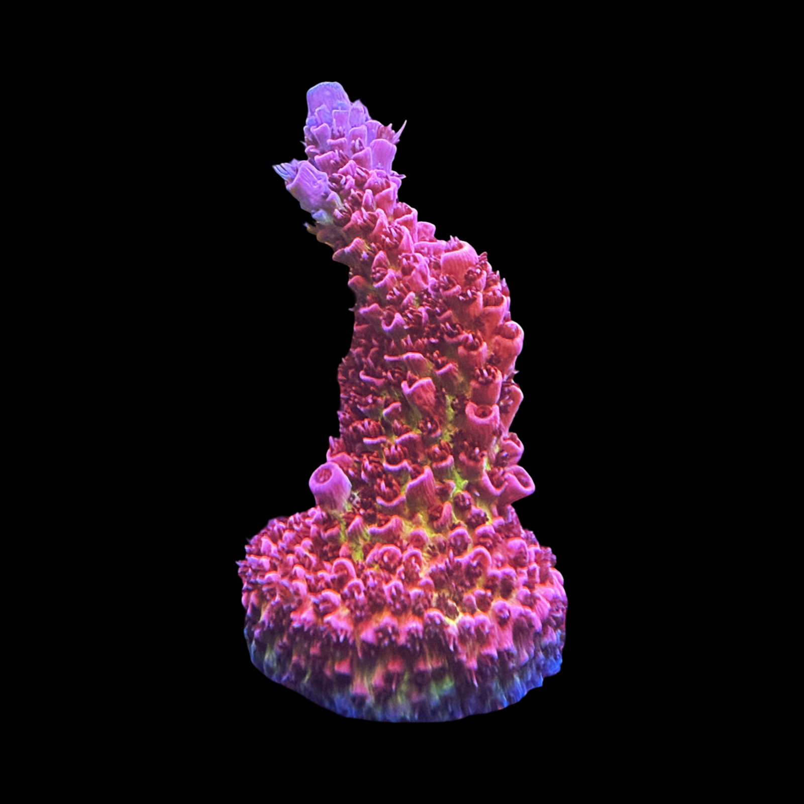 RMF Break Out Your Wallet XL