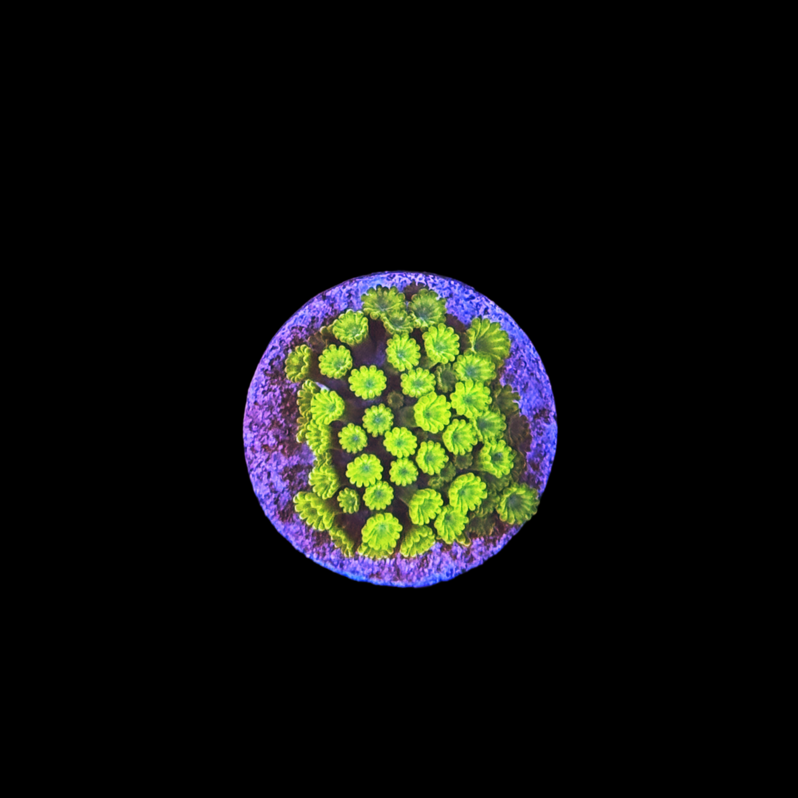 Nuclear Green Micro Alveopora