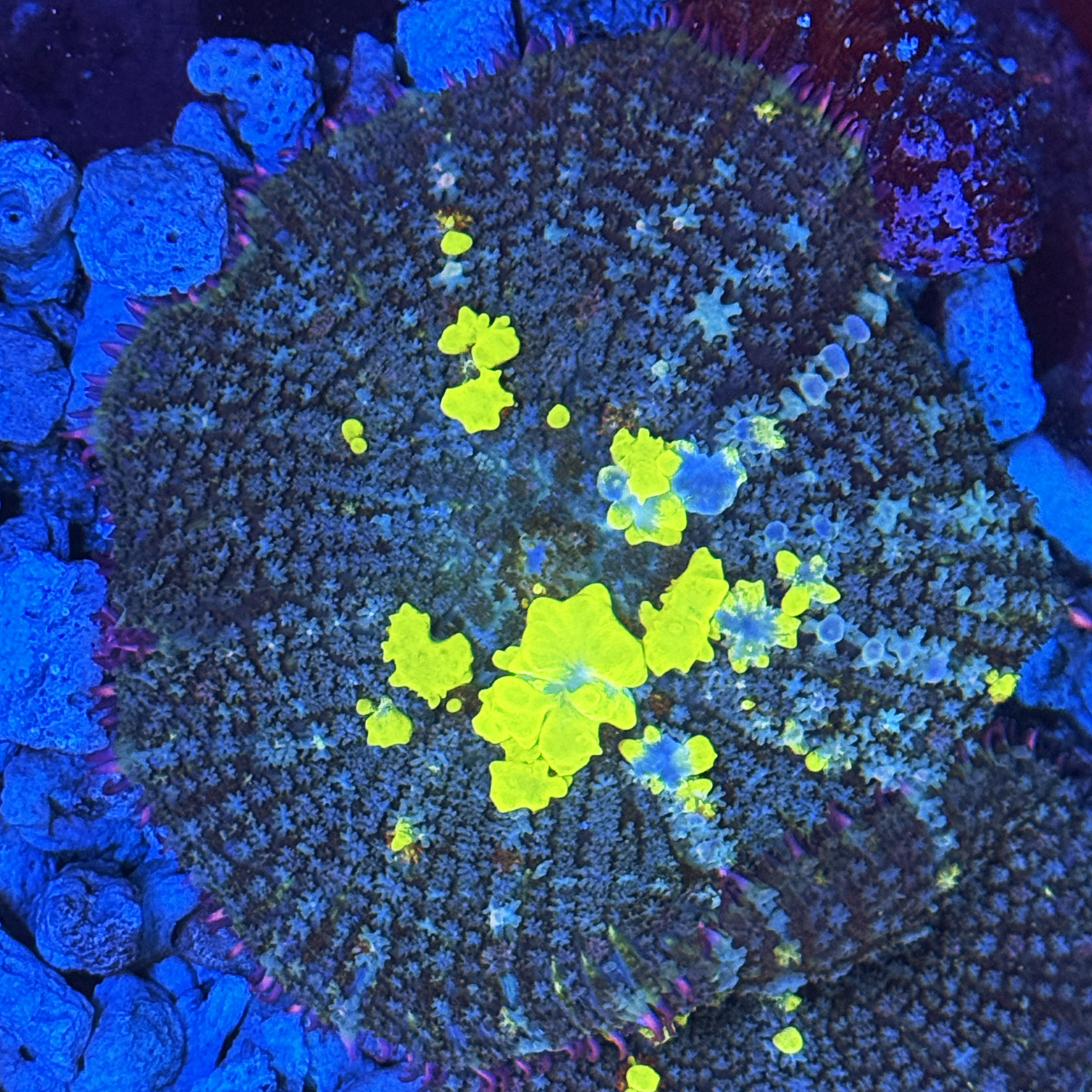 Radioactive Bounce Mushroom Large