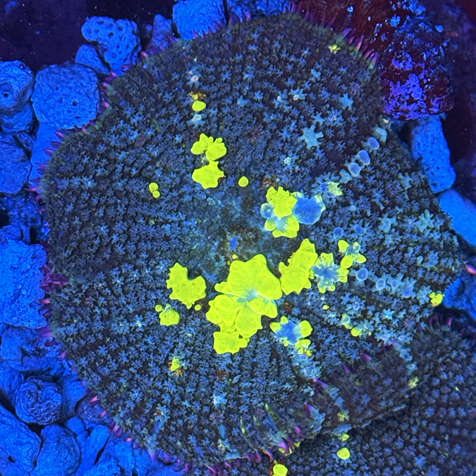 Radioactive Bounce Mushroom Large