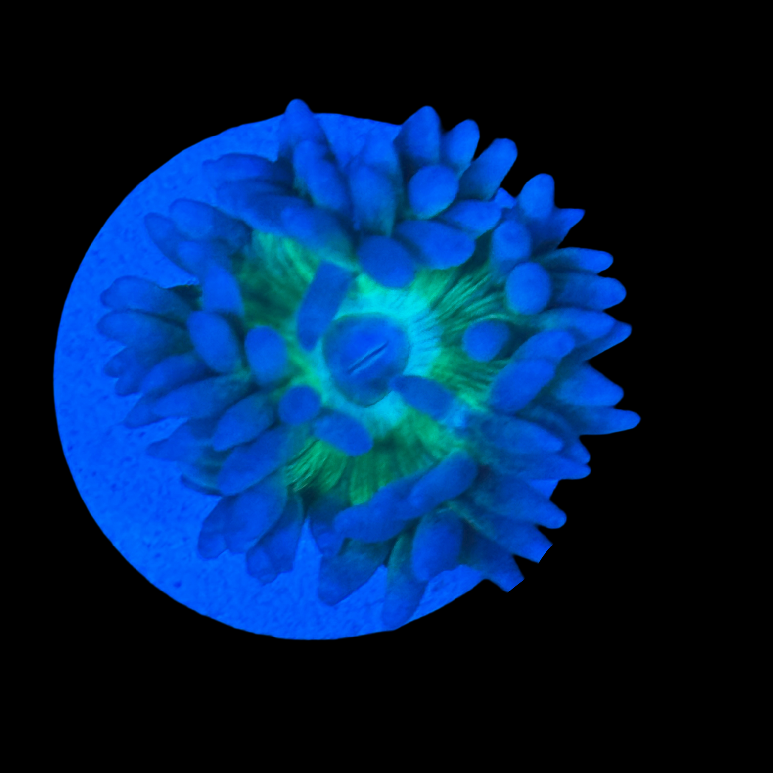 Aussie Blue Branching Duncan