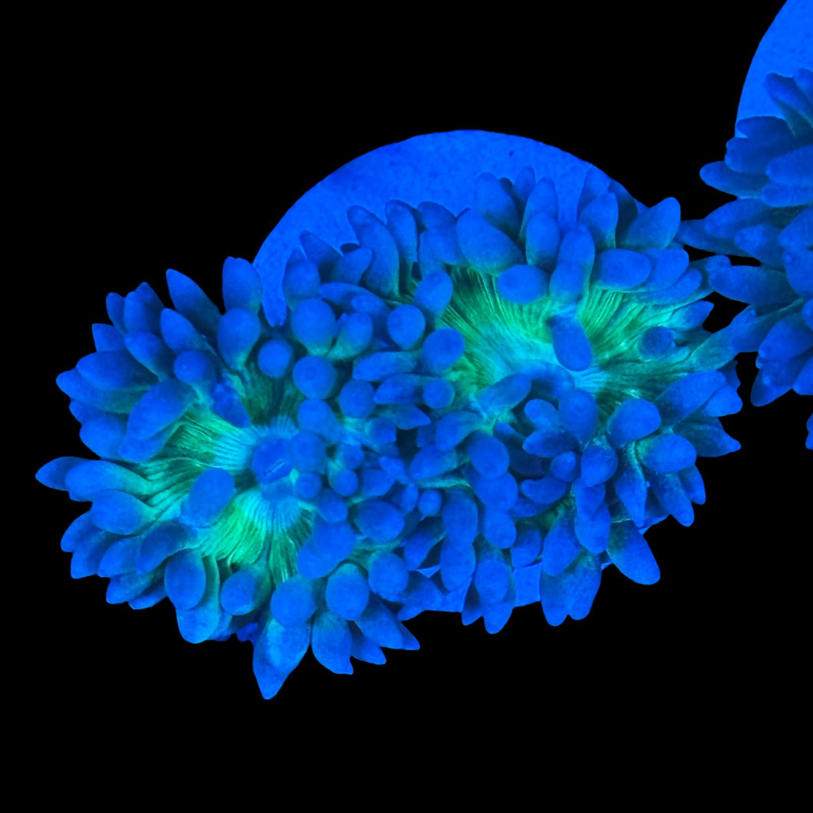 Aussie Blue Branching Duncan 2 Heads