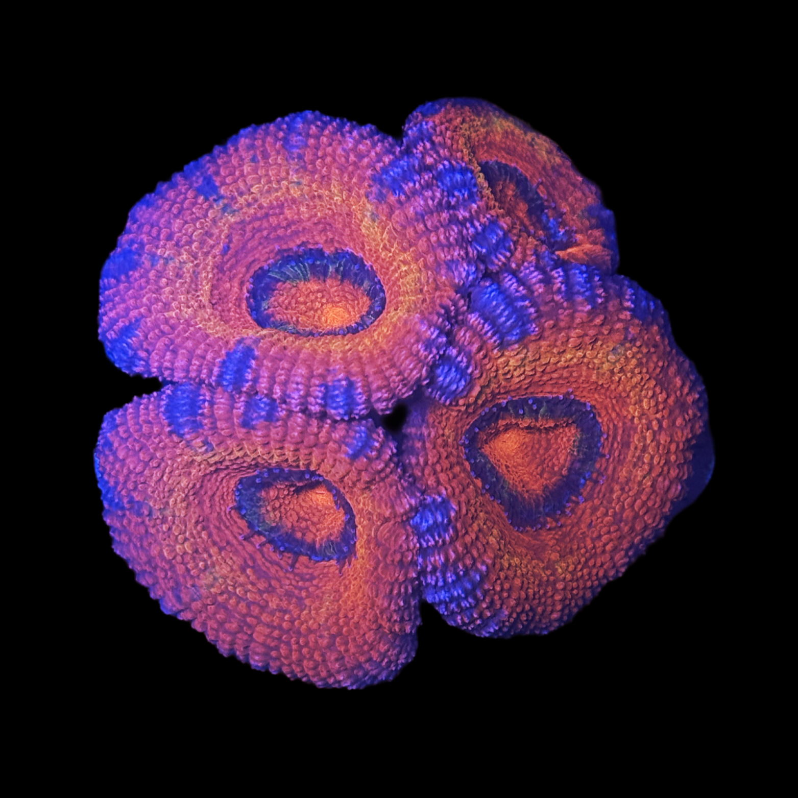 Rainbow Acan