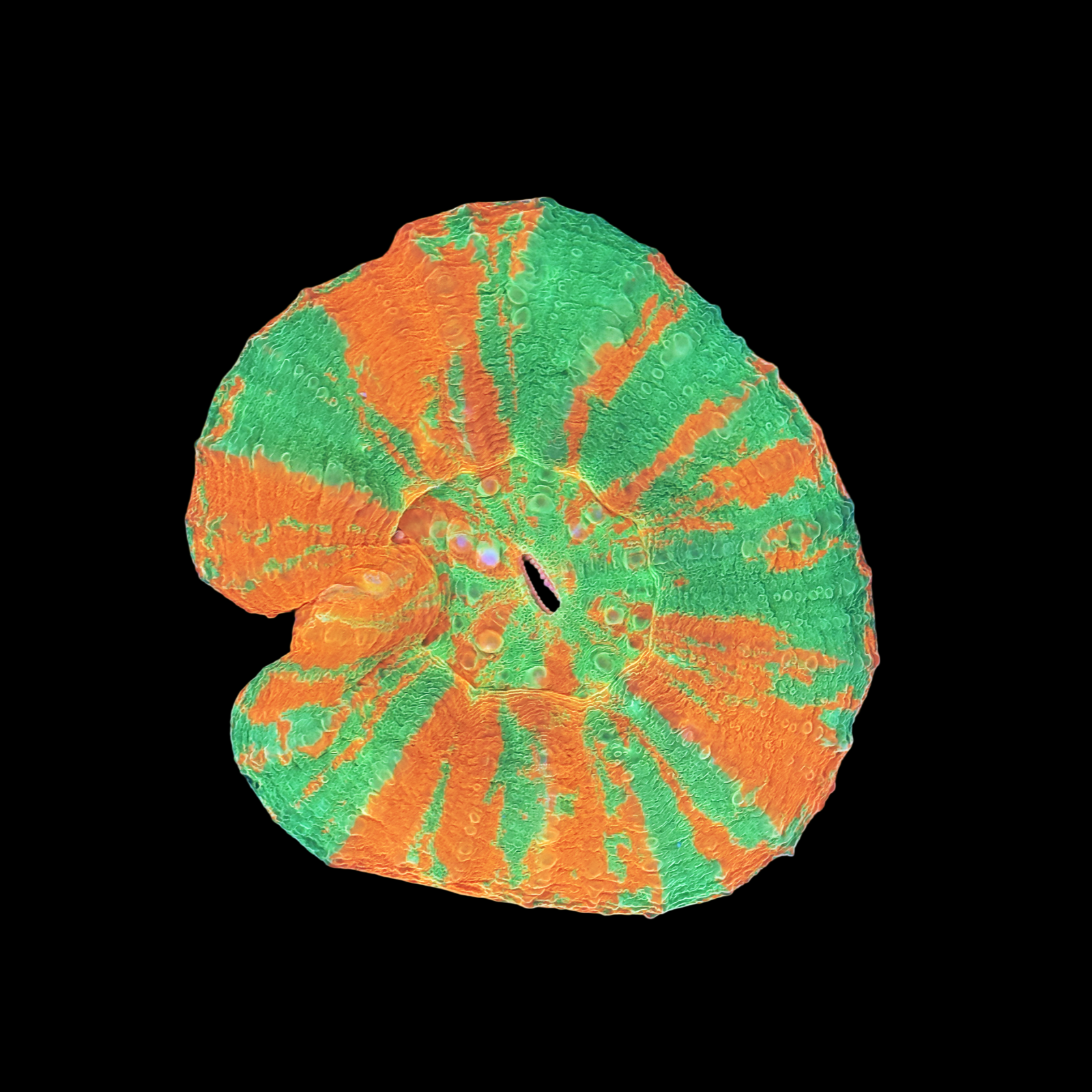 Ultra Bleeding Apple Scolymia Large