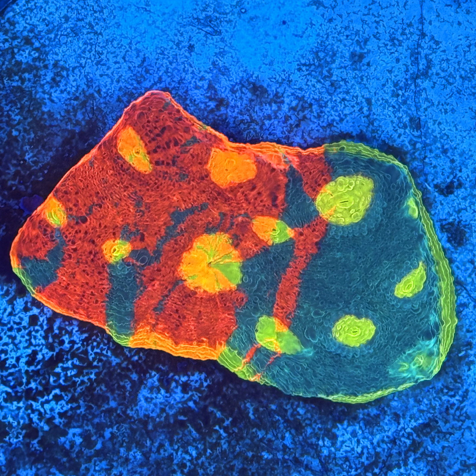 Flaming Bugatti Chalice Colony