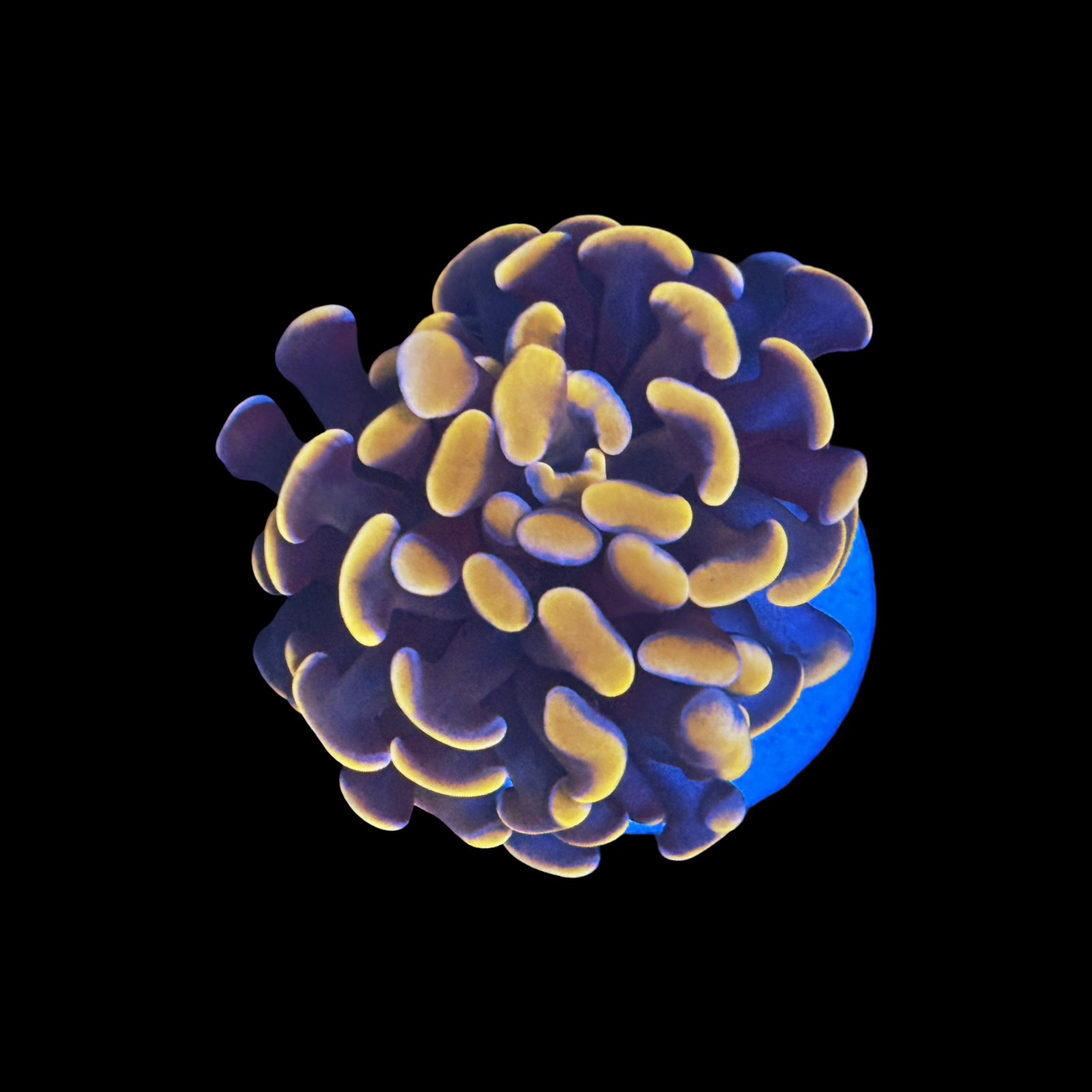 Orange Branching Hammer Single Head