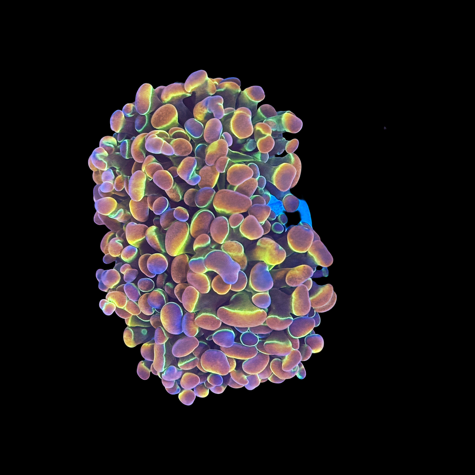 Jellybean Branching Hammer 4 Heads