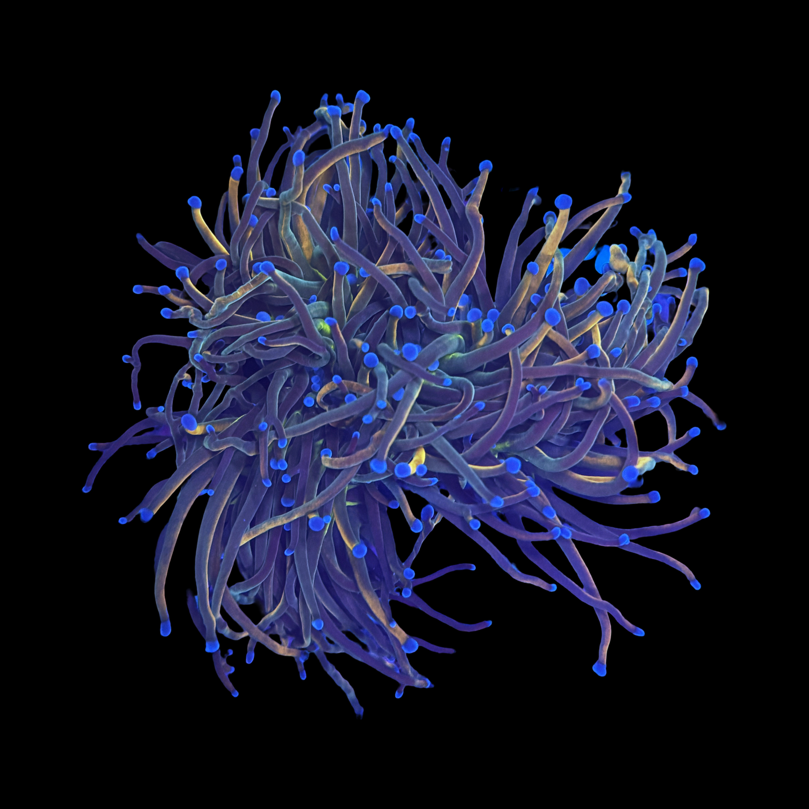 Holy Grail Variant Torch 2 Big Heads