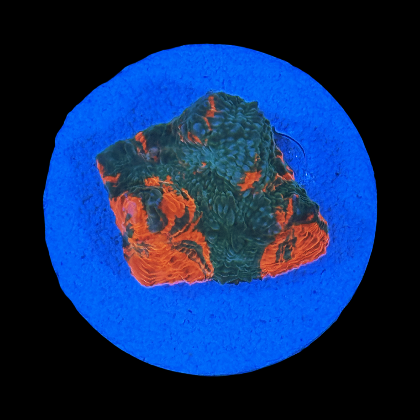 Orange Swirl Jellybean Chalice