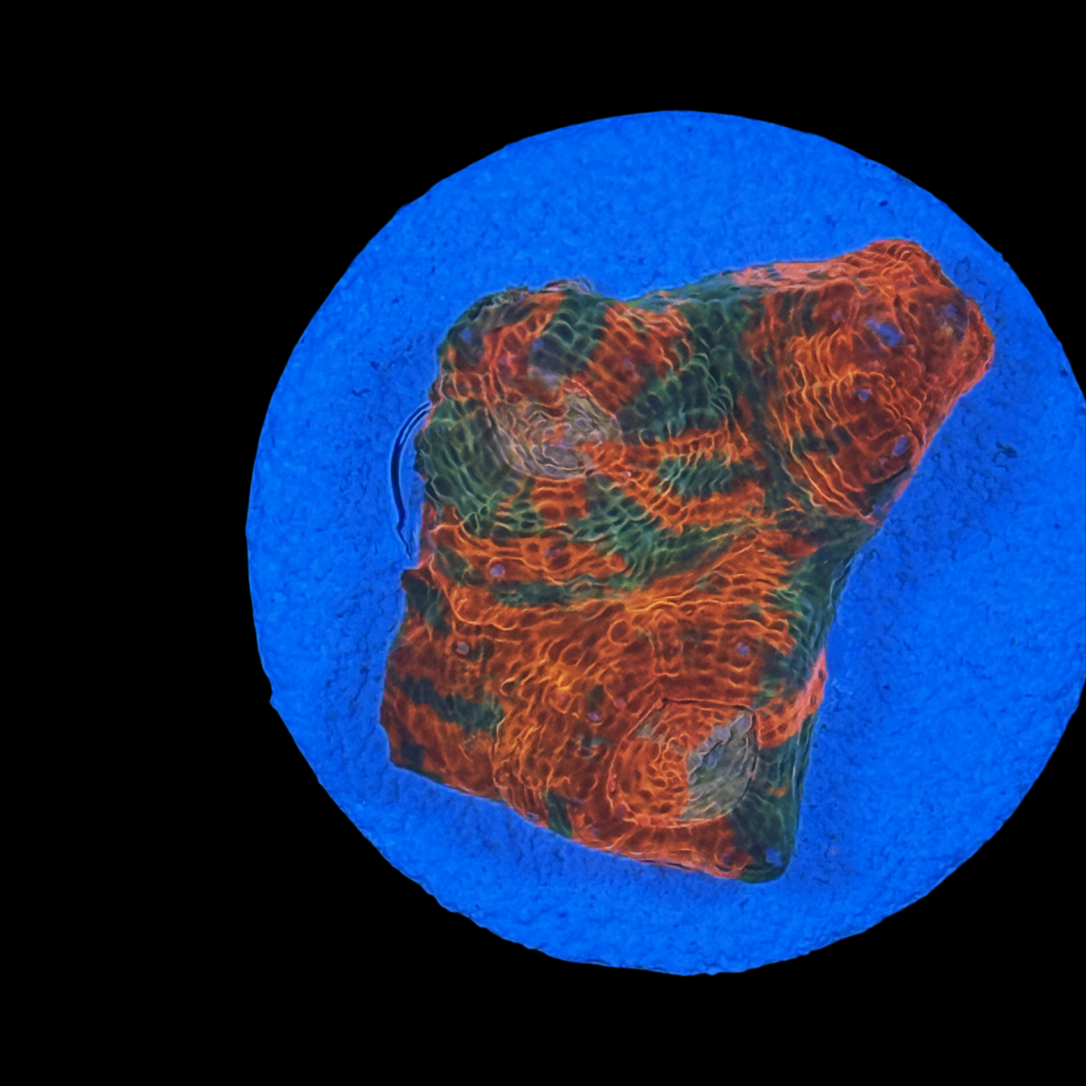 Orange Swirl Jellybean Chalice