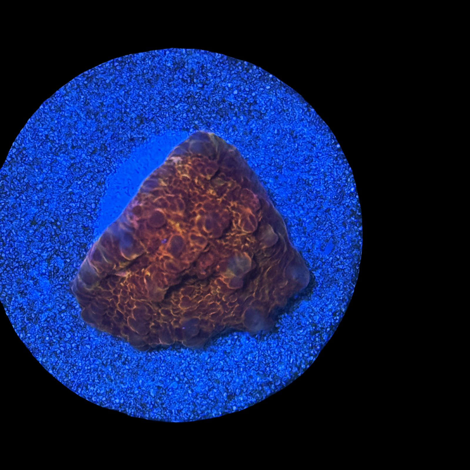 TSA Wildfire Chalice