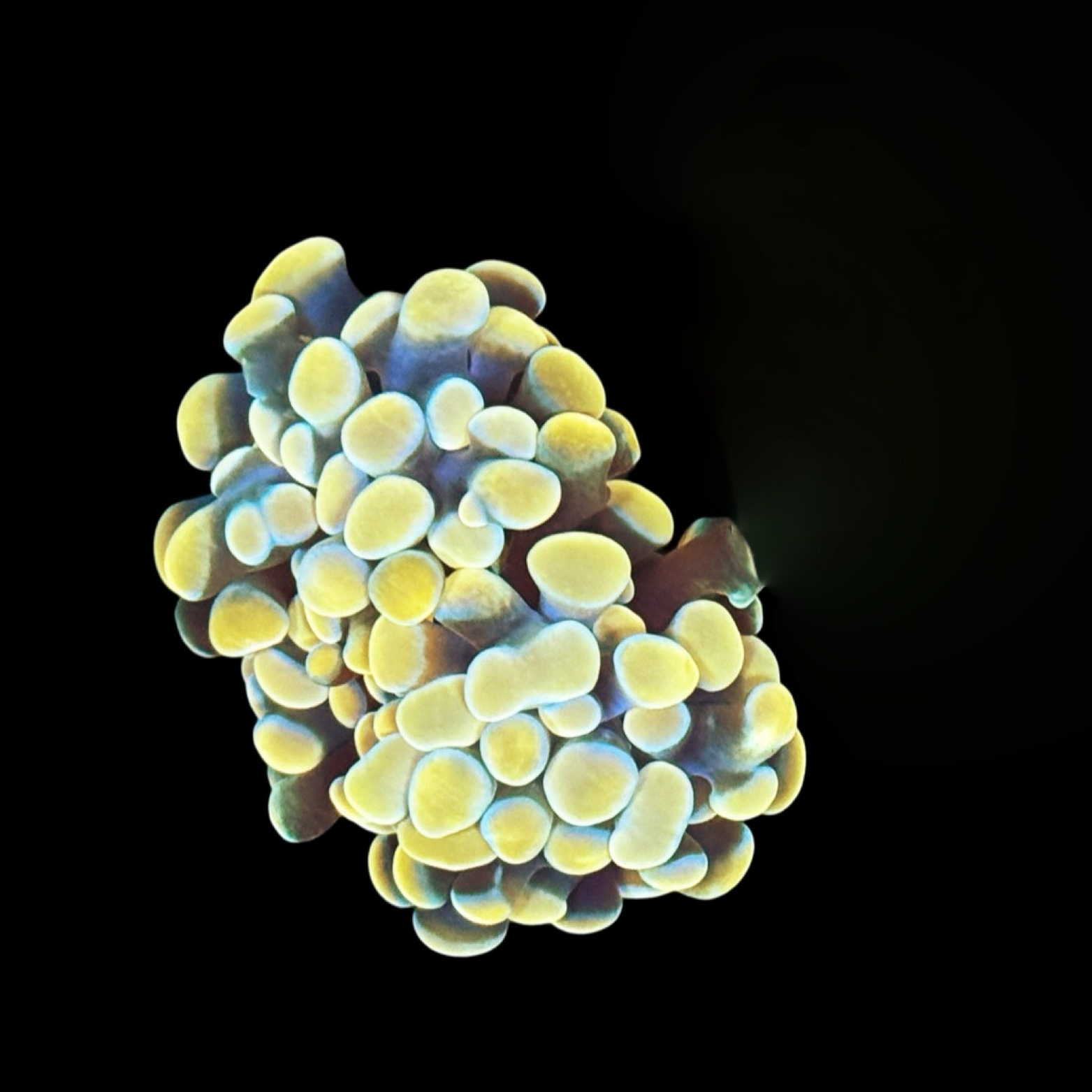 Gold Branching Hammer 2 Heads