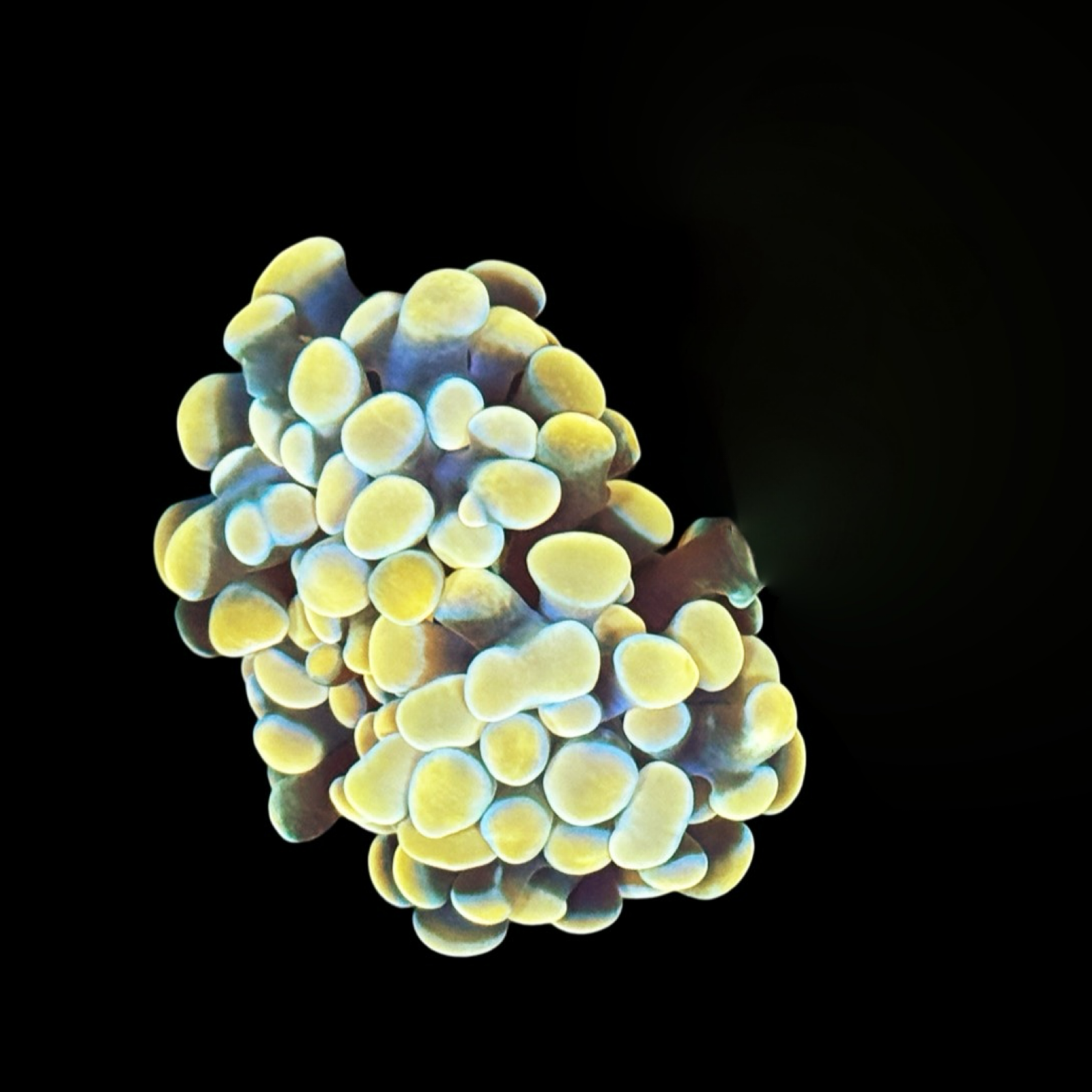 Gold Branching Hammer 2 Heads