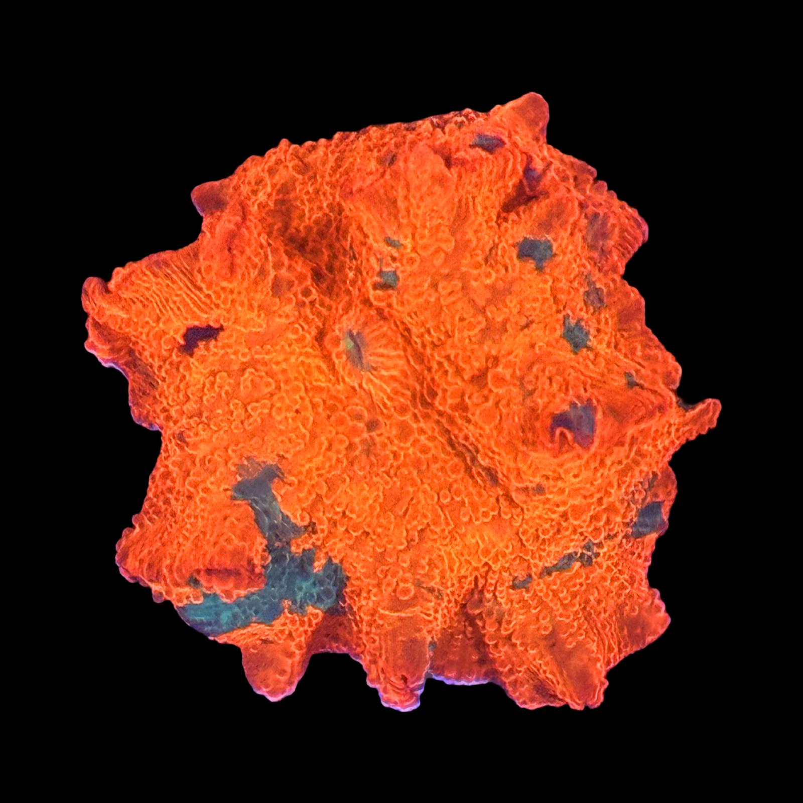 Ultra Candy Crush Jawbreaker Mushroom XL