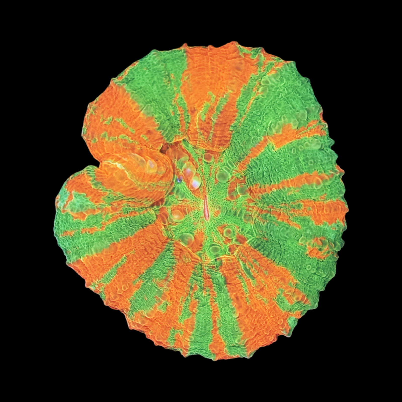 Ultra Bleeding Apple Scolymia Large