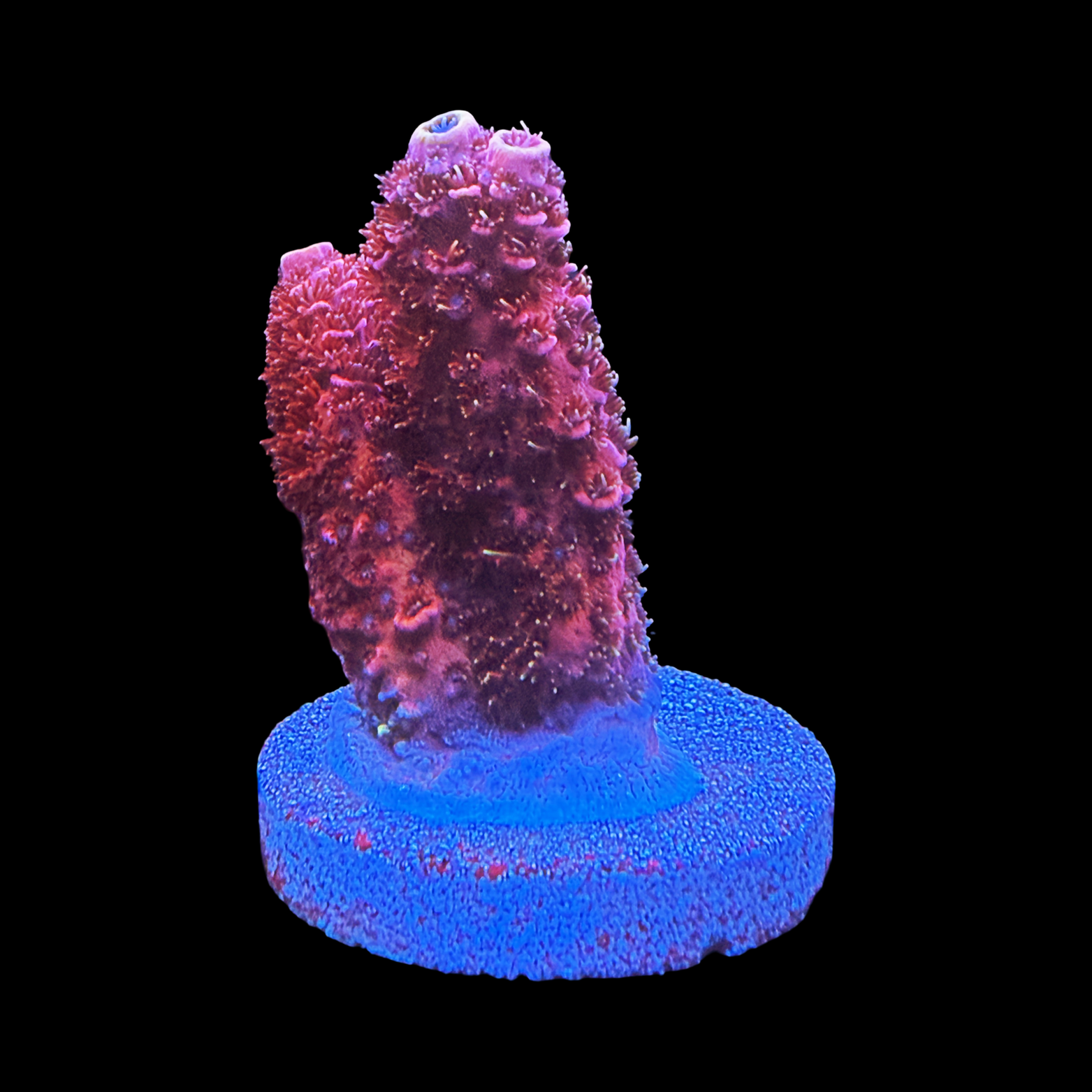 CC Bahama Mama Milli XL On A Large Plug