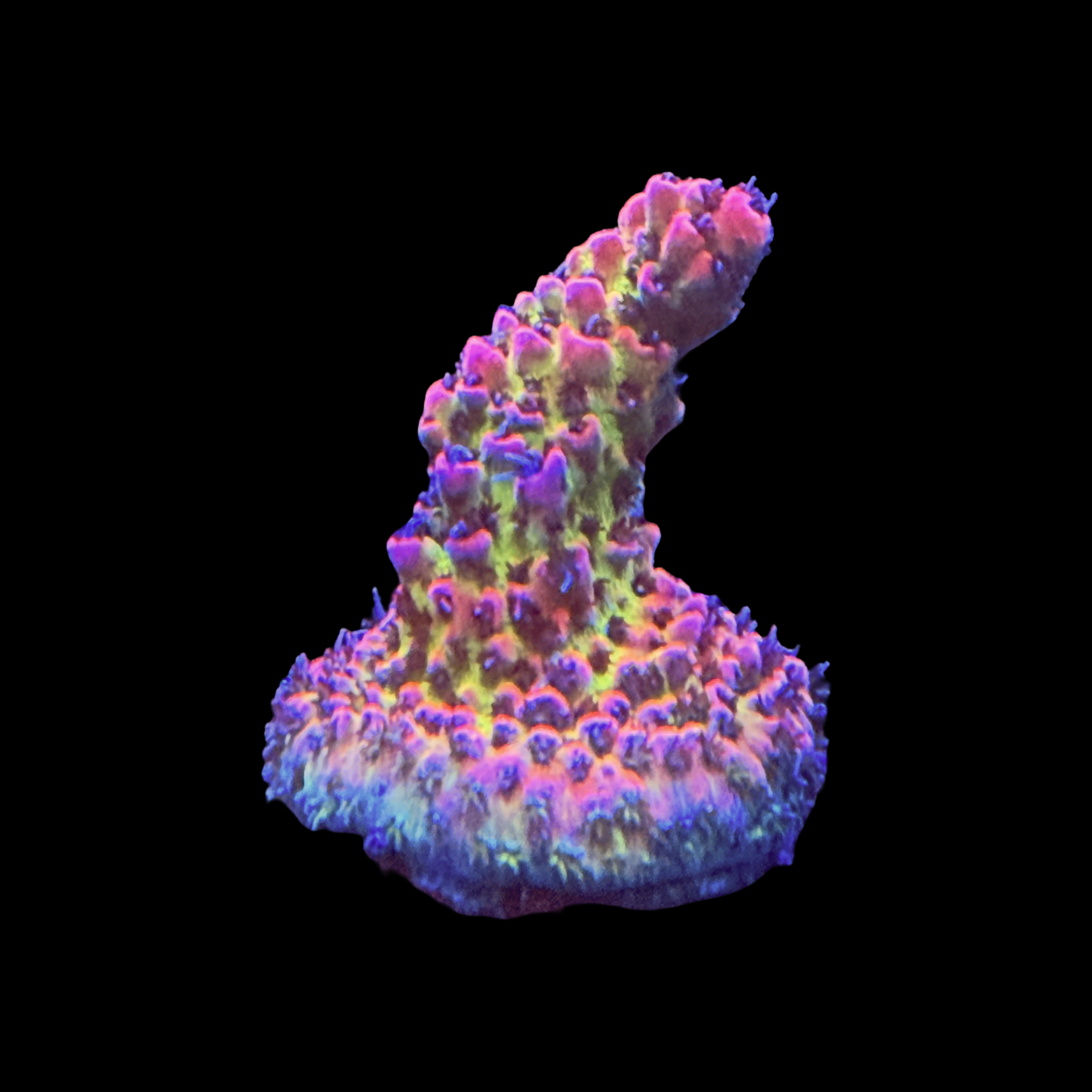 RMF Break Out Your Wallet