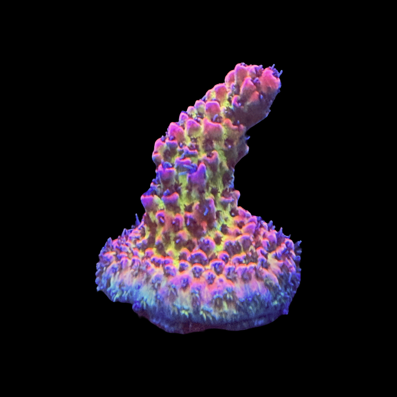 RMF Break Out Your Wallet