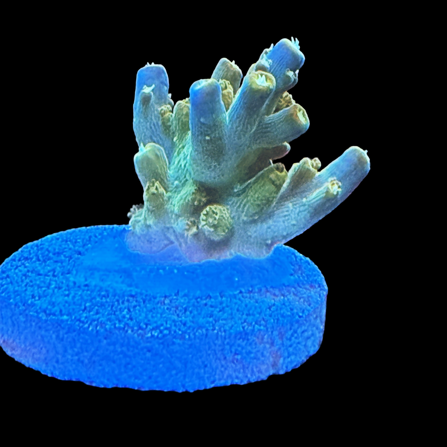 Greg C Ultimate Efflo Chunk Large Plug