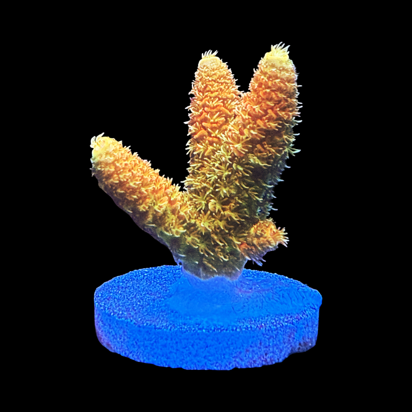 JF Solar Flare Milli XL Large Plug