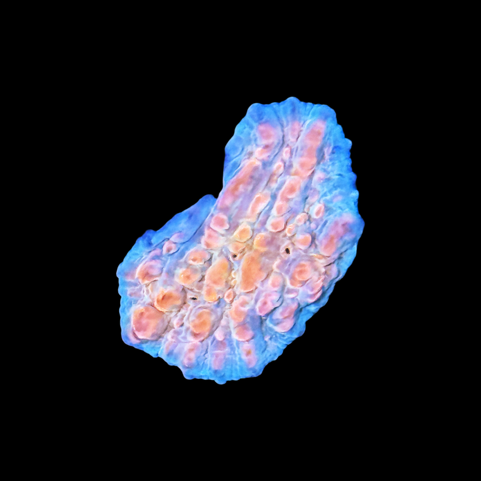 TG Ultra Sherbet Chalice