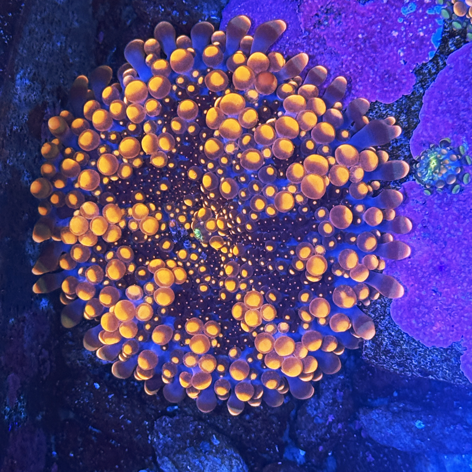 Orange Rainbow Yuma Mushroom XL