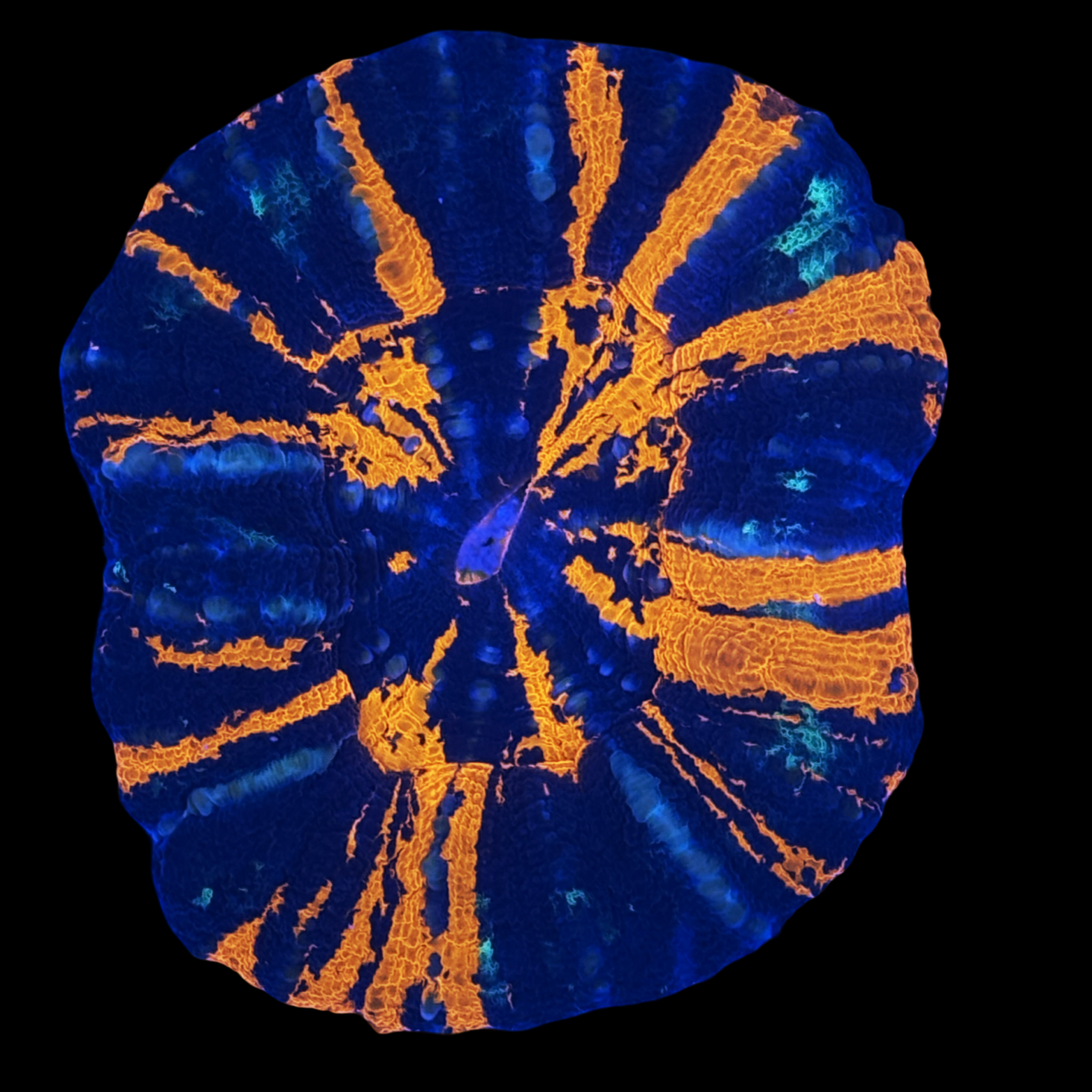 Ultra Aussie War Paint Scolymia Large