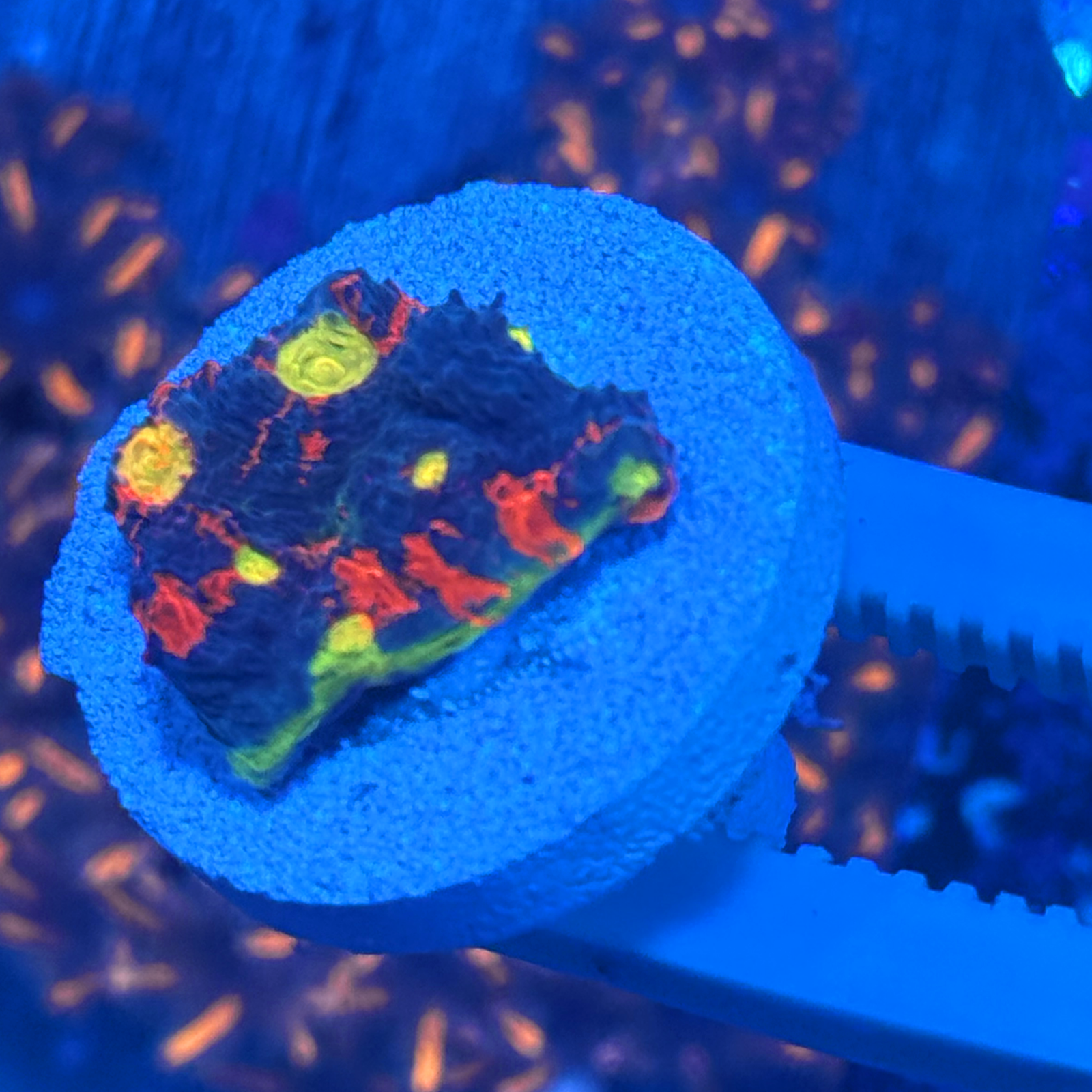 Rainbow Jellybean Chalice