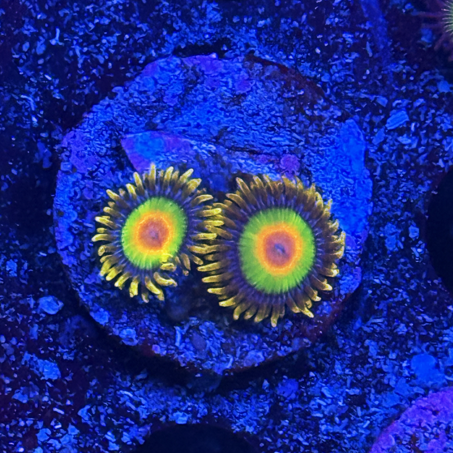 Rasta Zoa