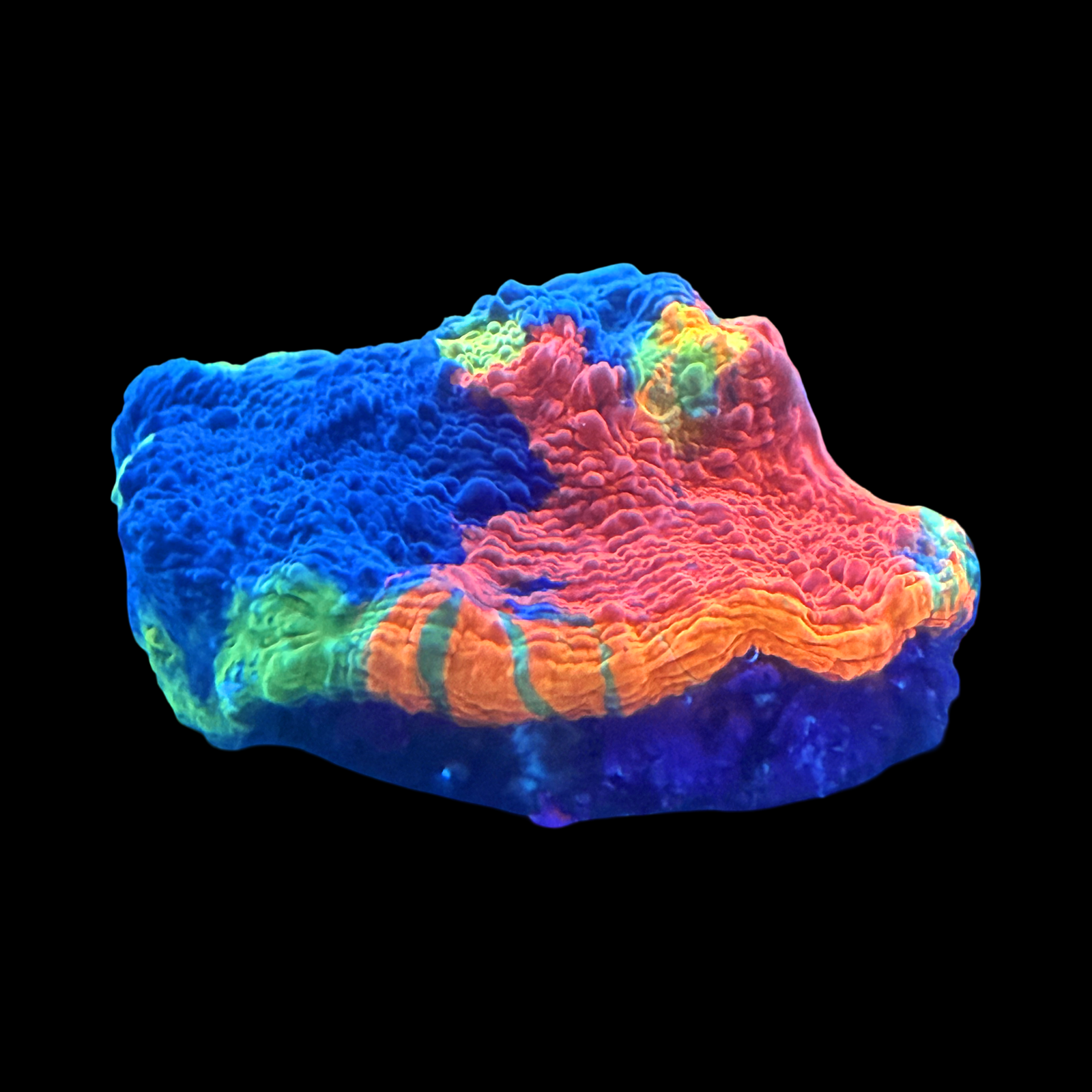 Rainbow Jellybean Chalice