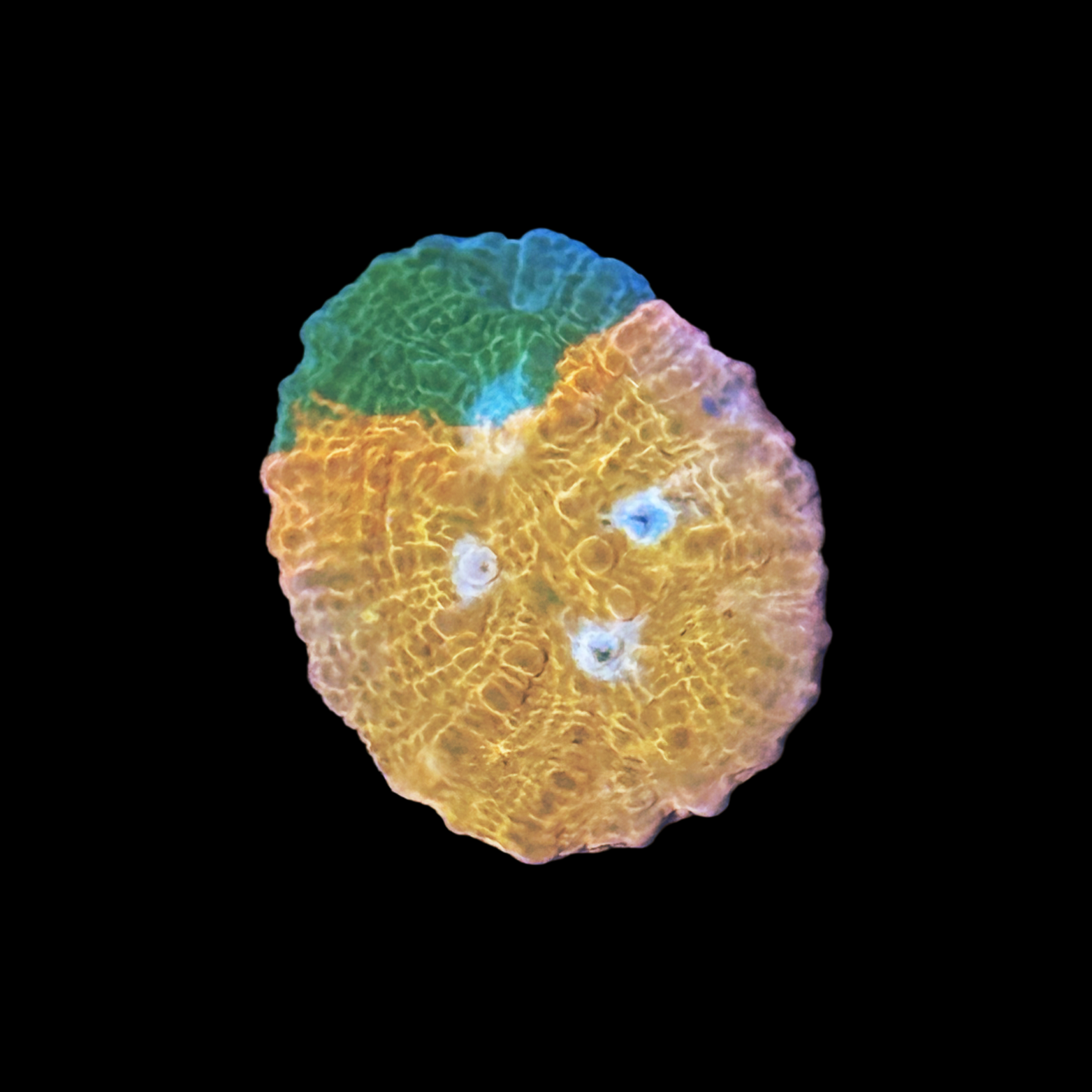 ECC Grafted Orange Sherbet Chalice