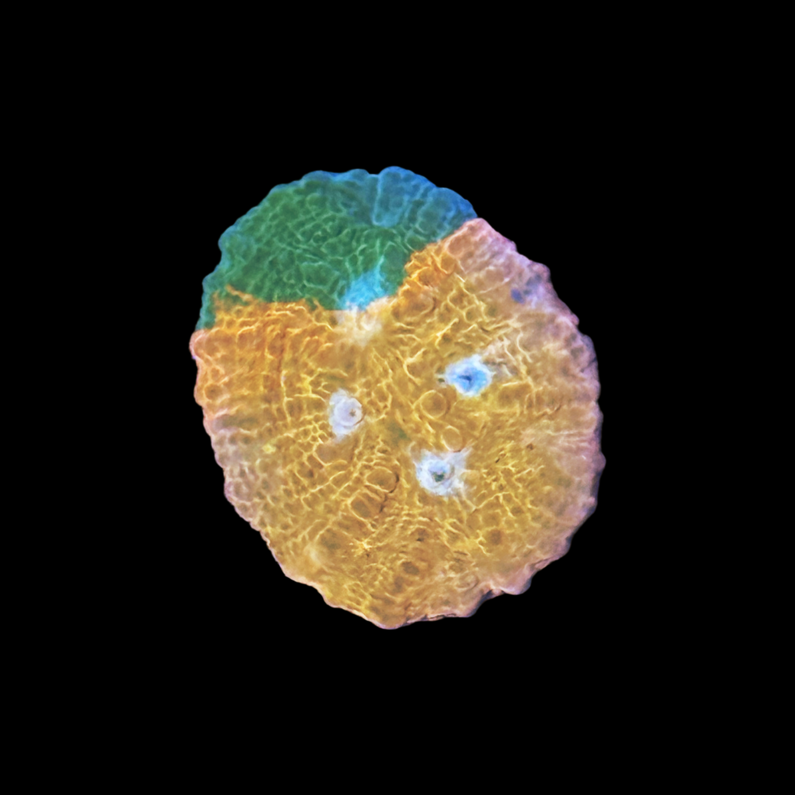 ECC Grafted Orange Sherbet Chalice