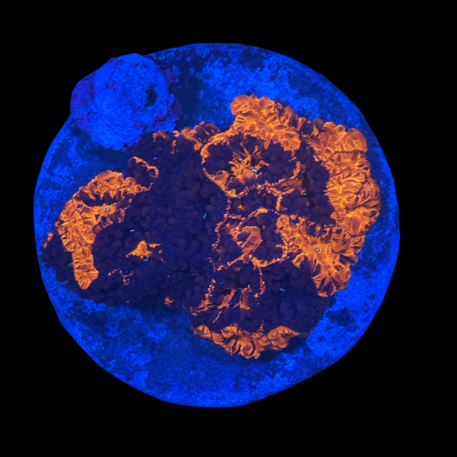 SunFire Blasto Colony