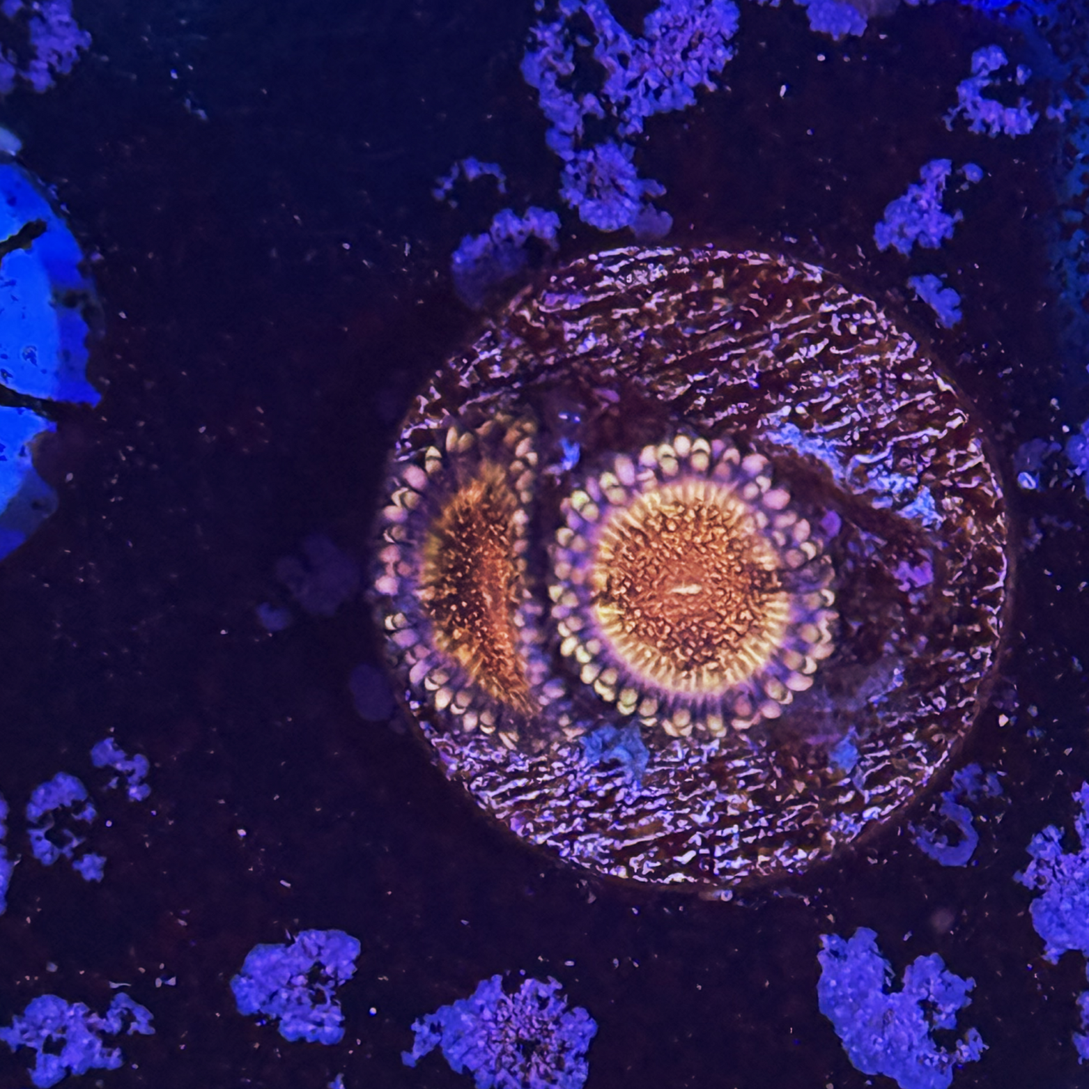 HR Death Stars Zoa