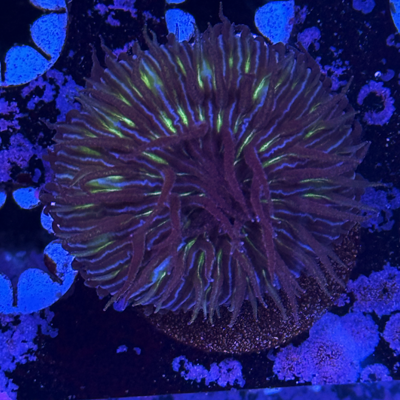 Aussie Electric Fungia