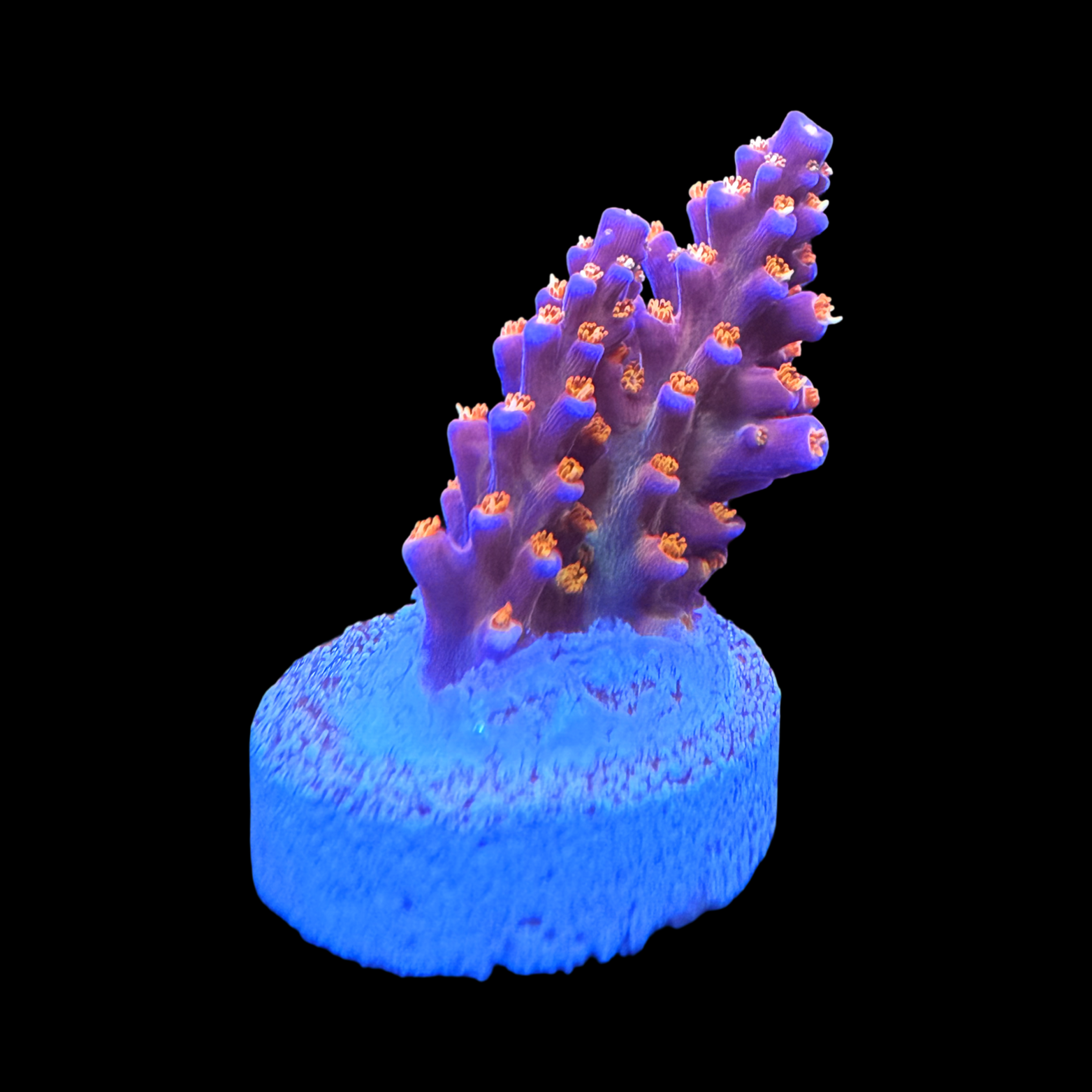 Tyree Merlin's Staff