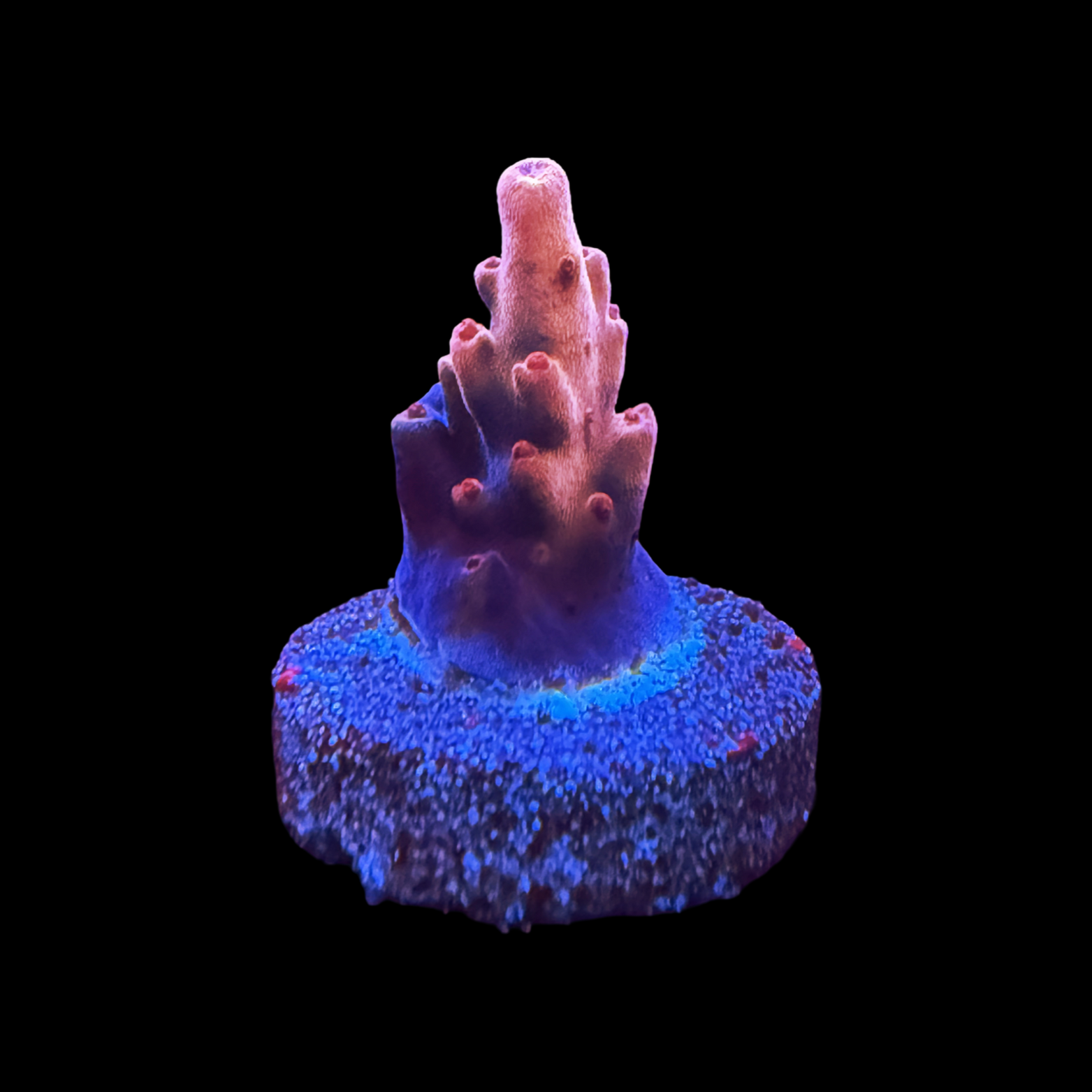 FHC Hell On Earth small