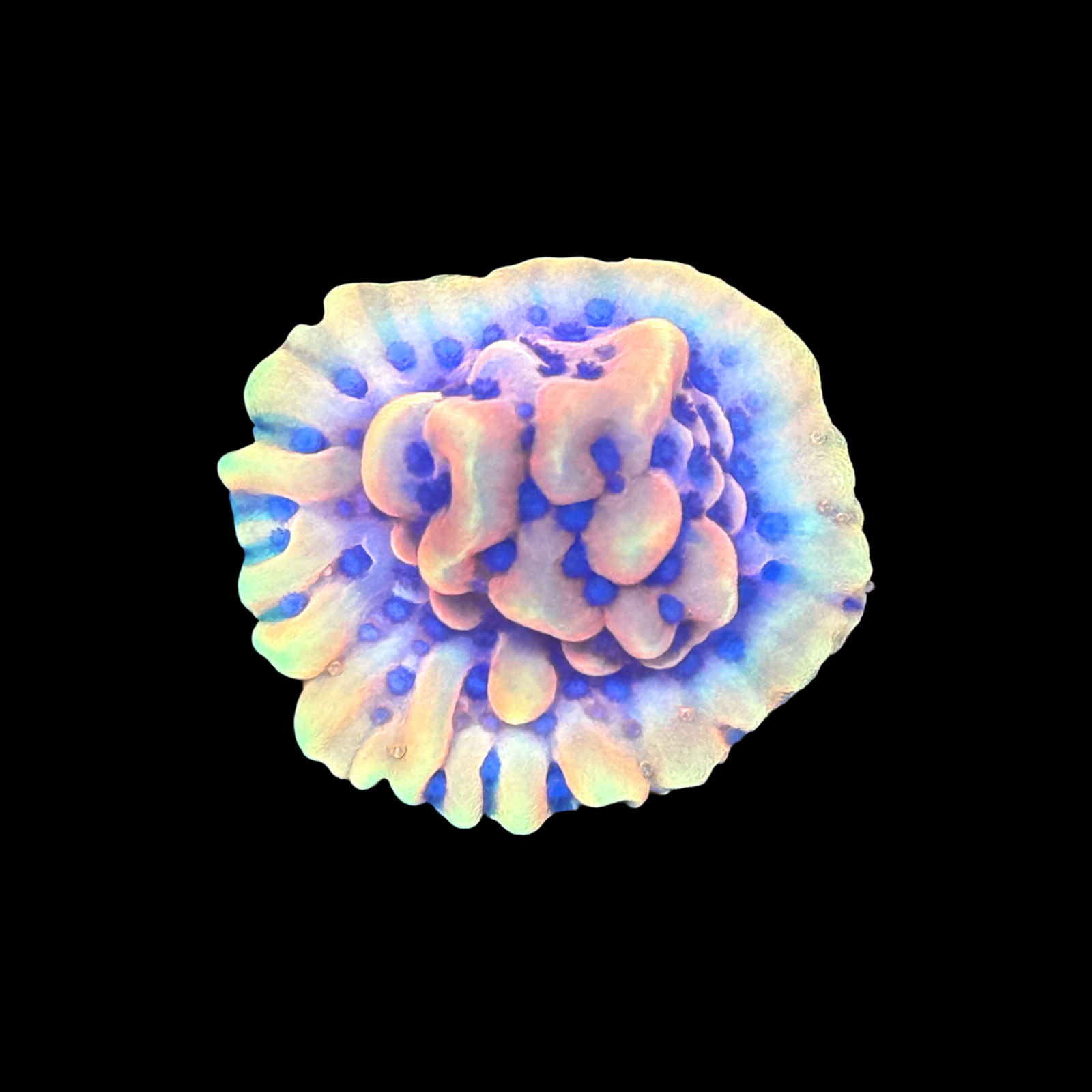 Crazy T Monti on a large plug