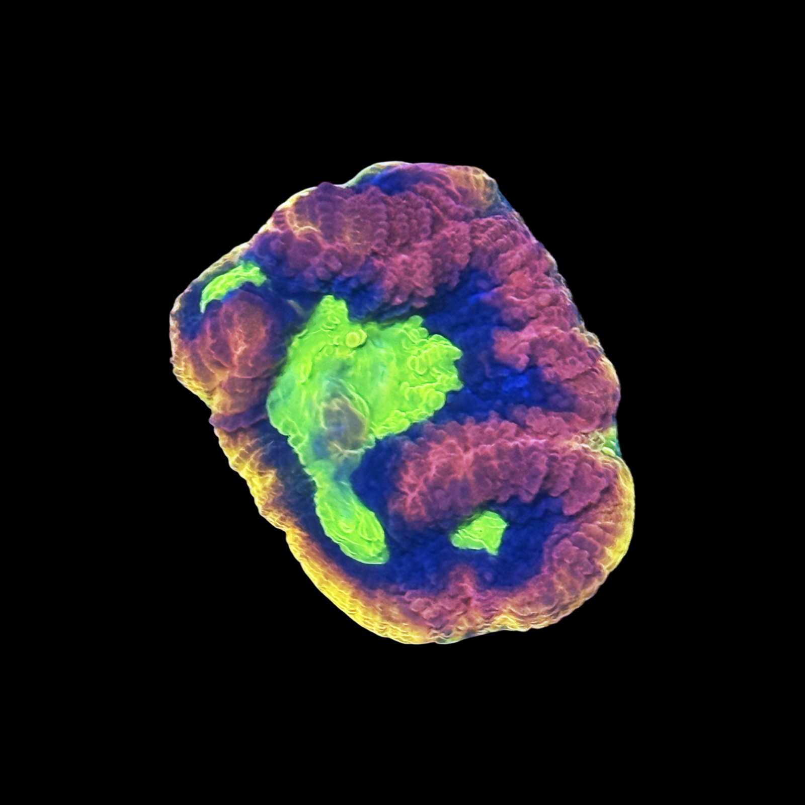 Dragon Soul Favia XL