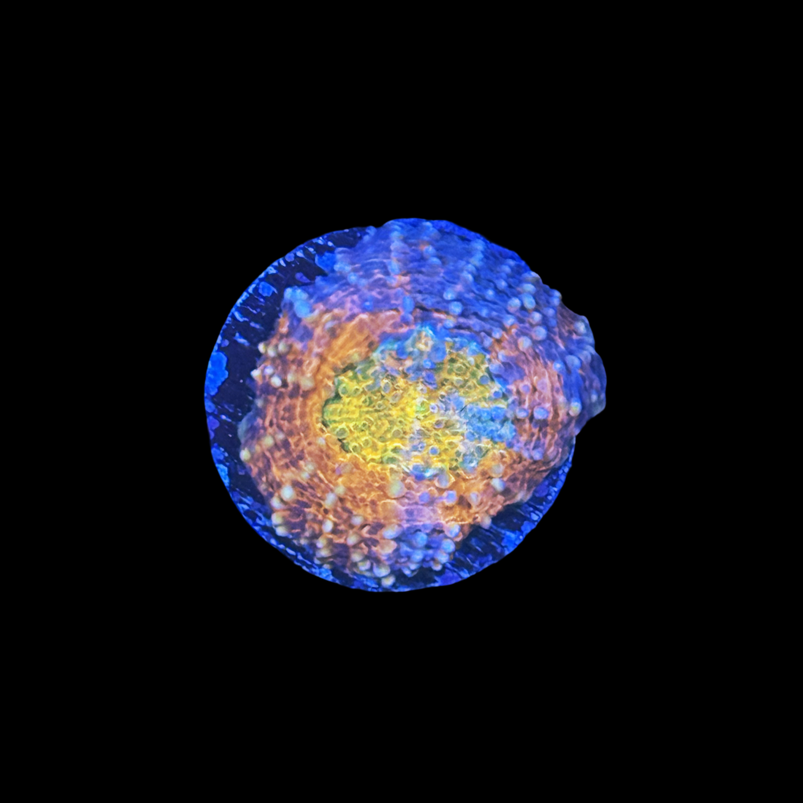 ECC Wonderland Acan Echinata