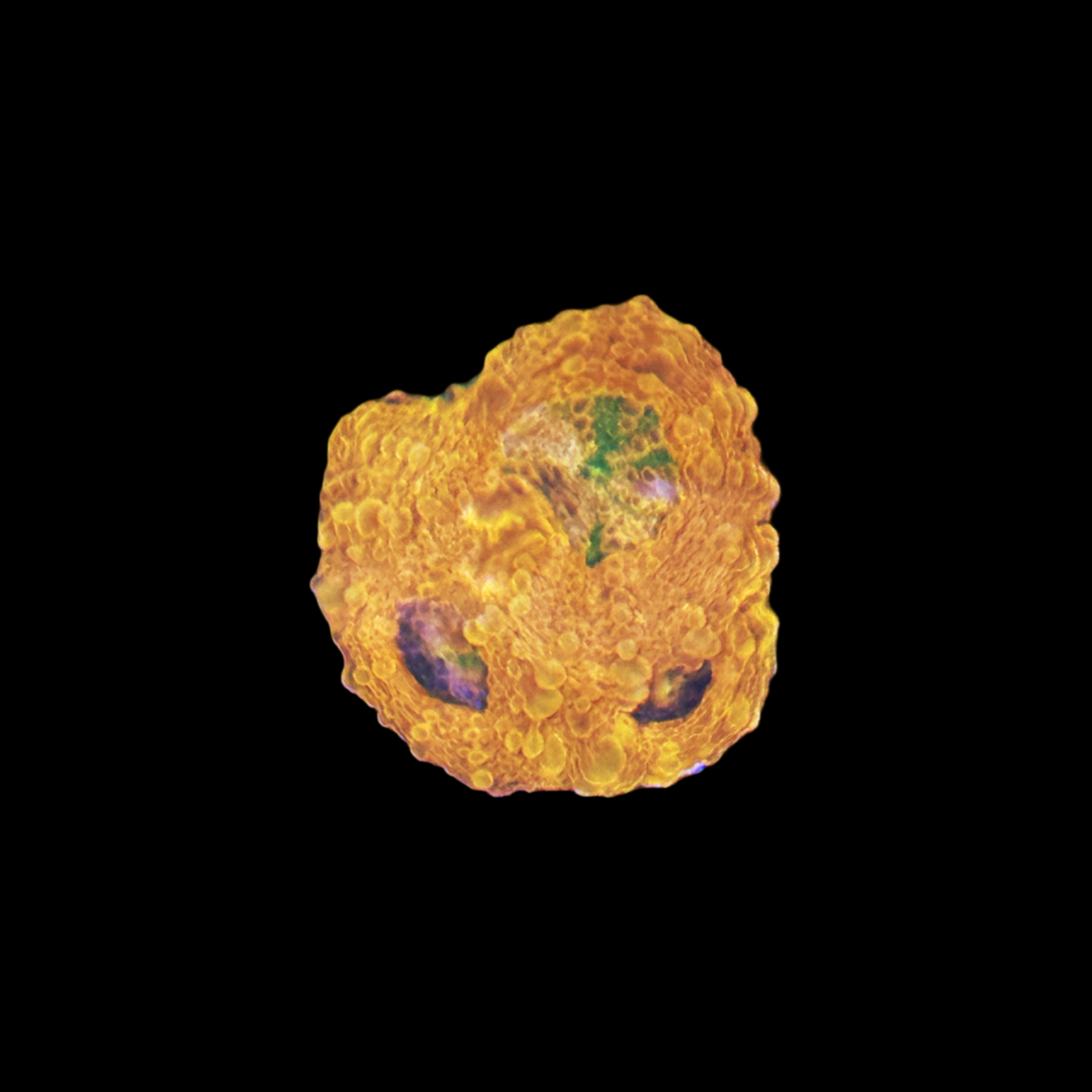 Ultra Orange Acan Echinata