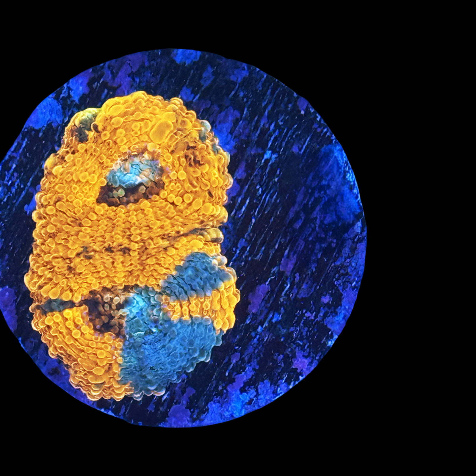 ECC Glow Light Acan Echinata