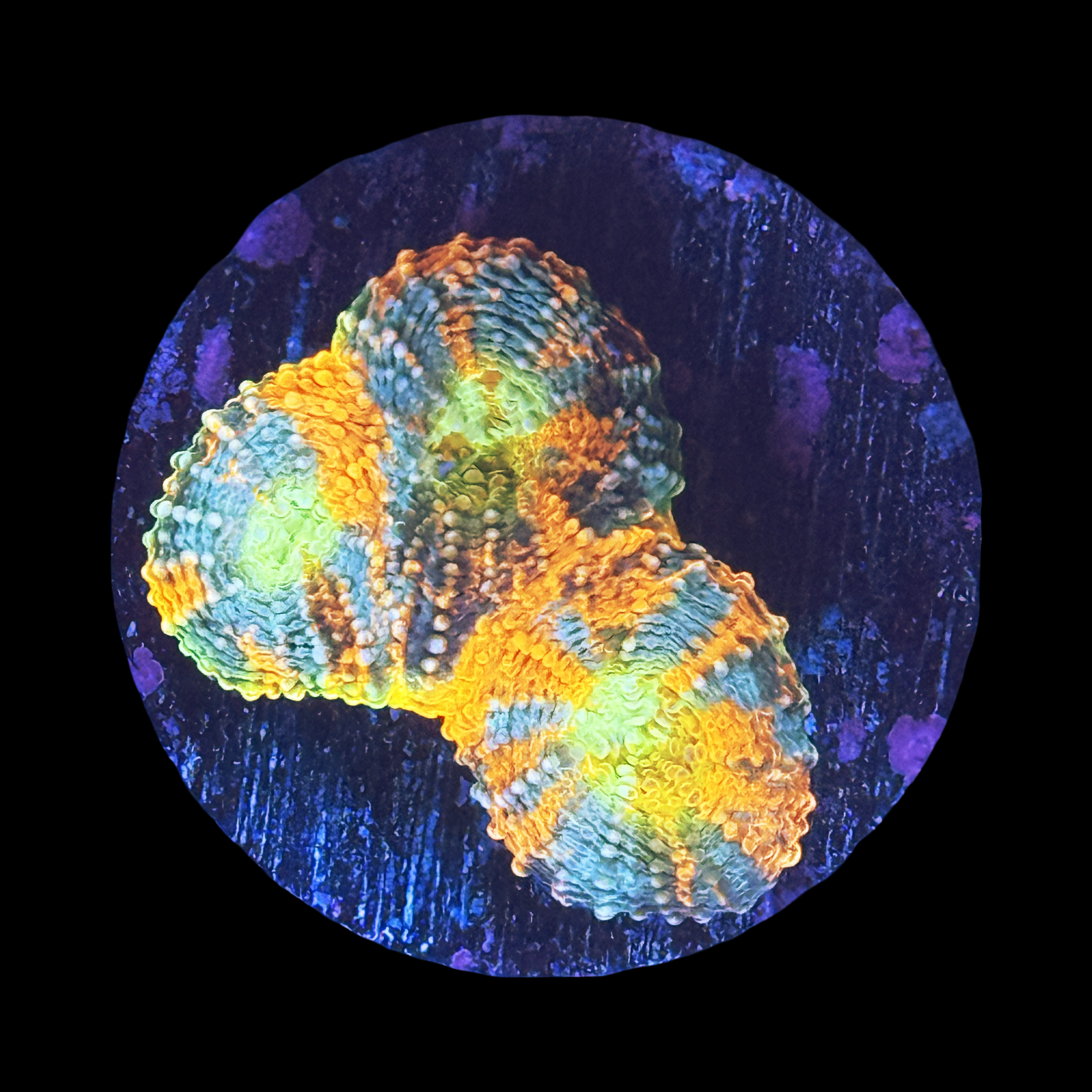 ECC Laffy Taffy Acan Echinata