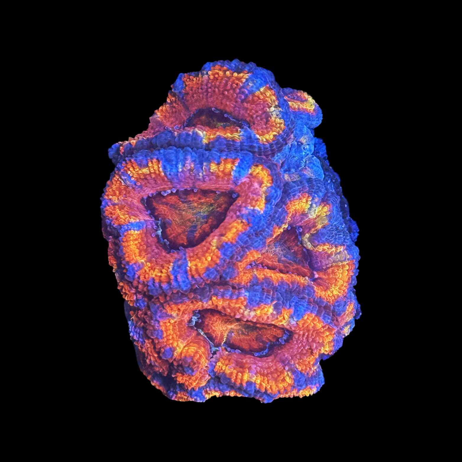 ECC The Last Oasis Acan