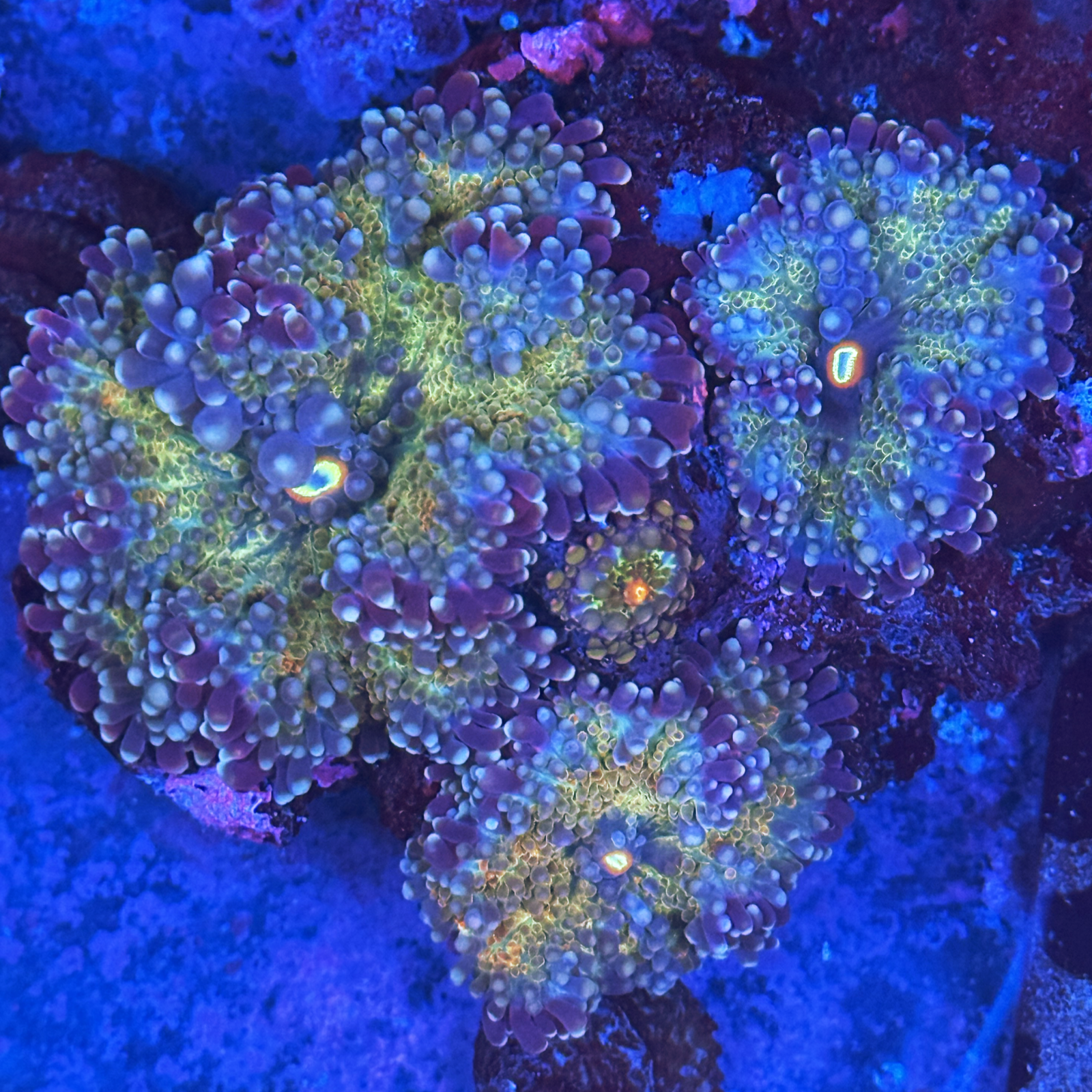 Purple Rainbow Mushroom Single Adult