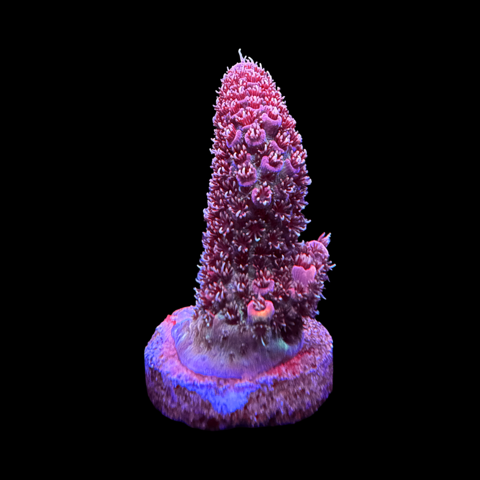 BC Raindrops On Roses Milli