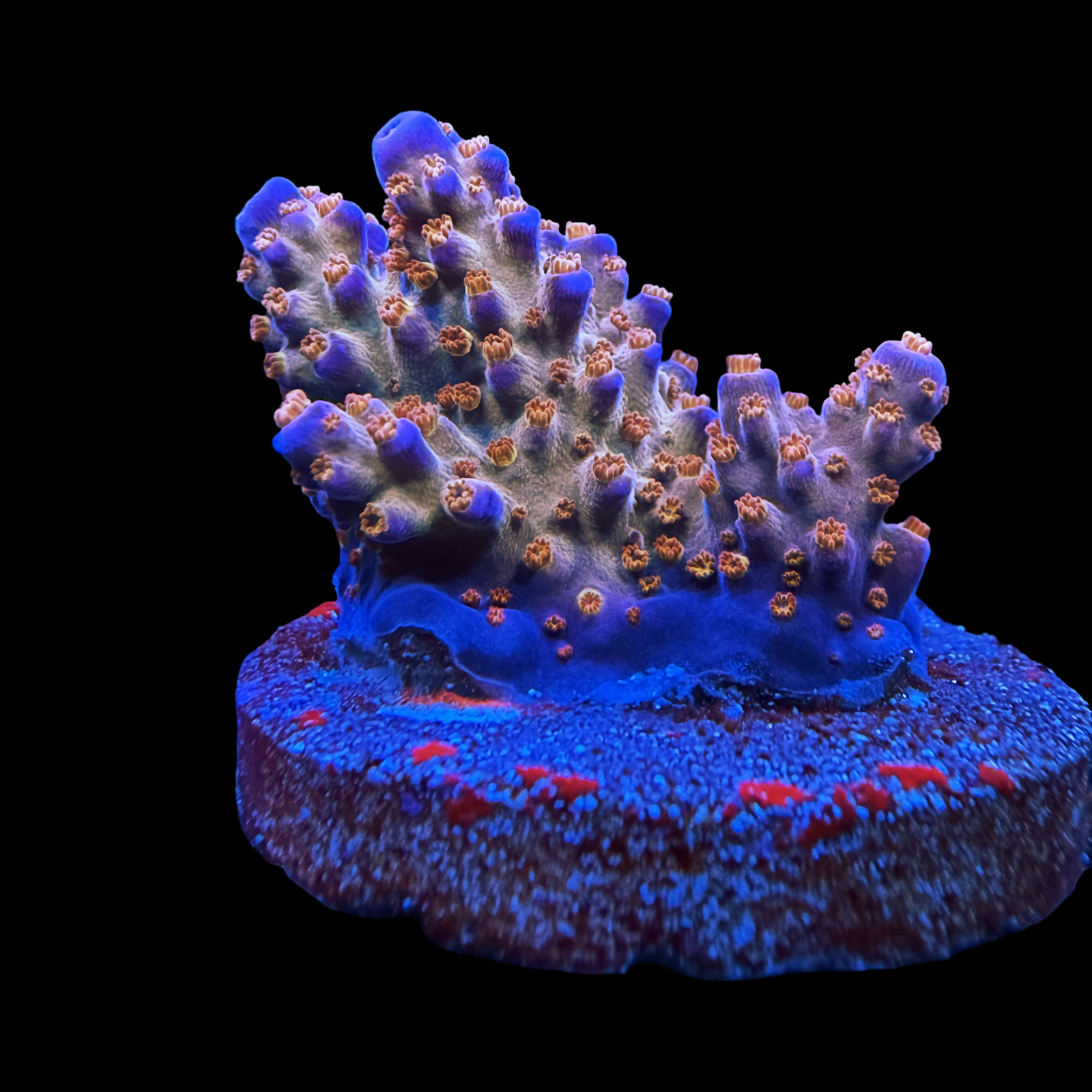 ARC Fireworks Large Chunk On A Large Plug