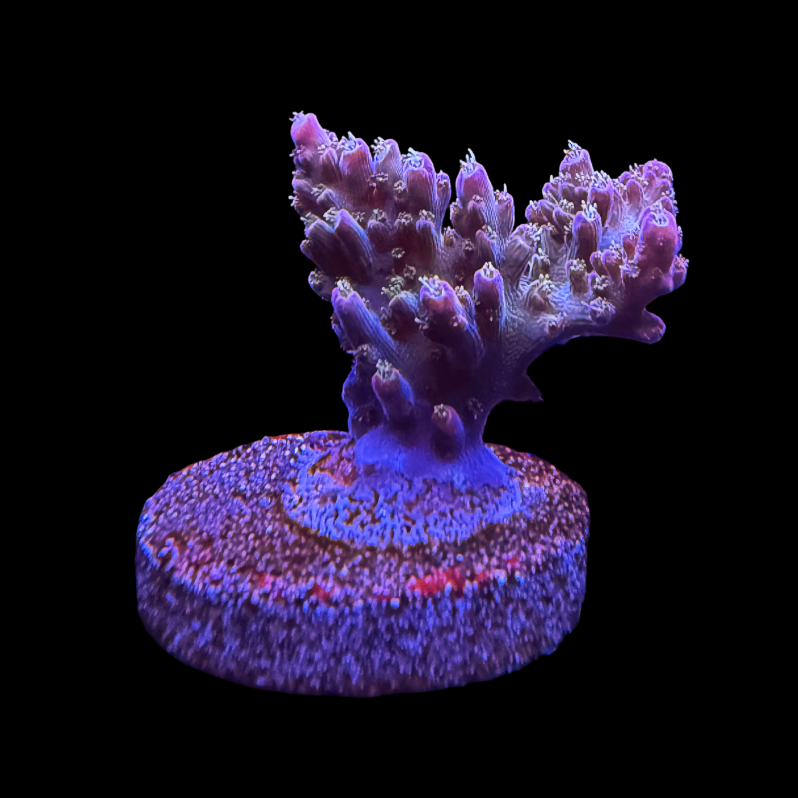 POTO Side Chick large plug