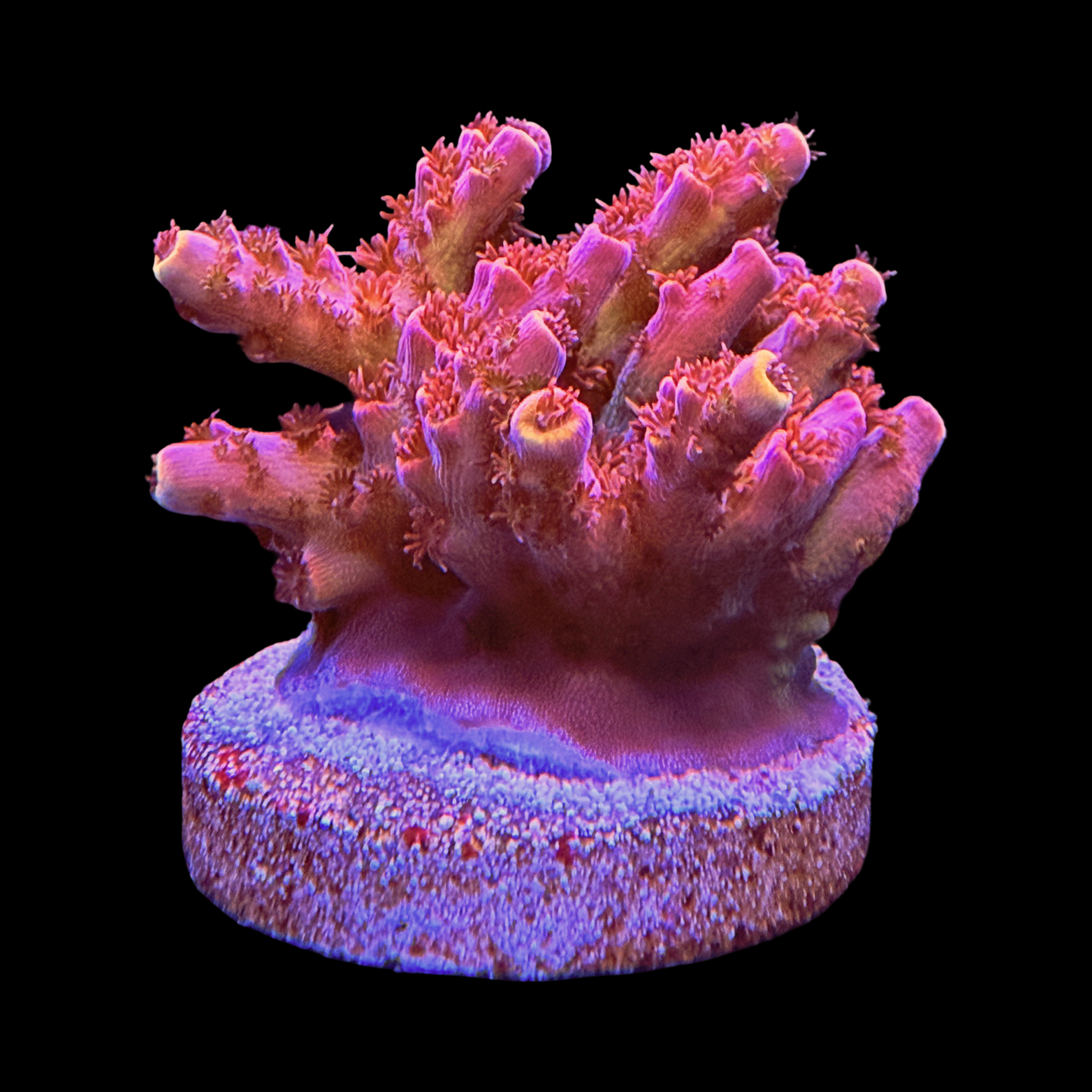 TSA Optimus Prime XL Chunk on a large plug