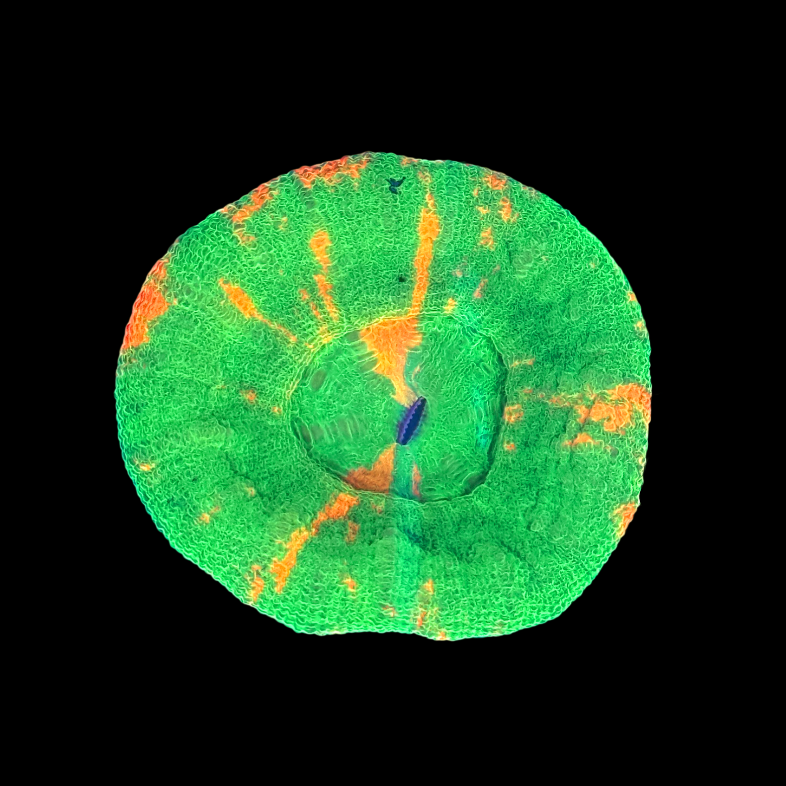 Bleeding Apple Scolymia Large